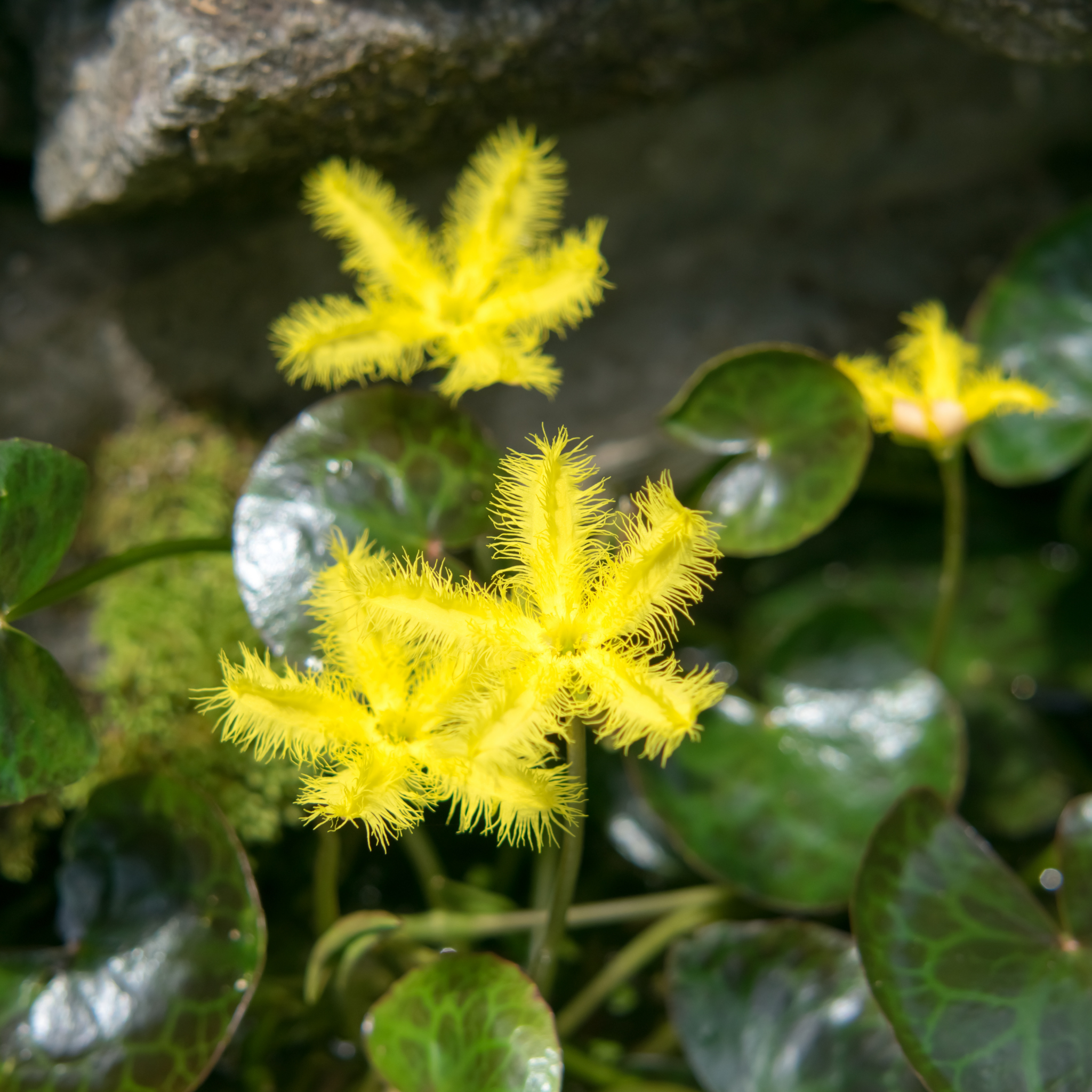 Marshwort yellow - Nymphoides geminata