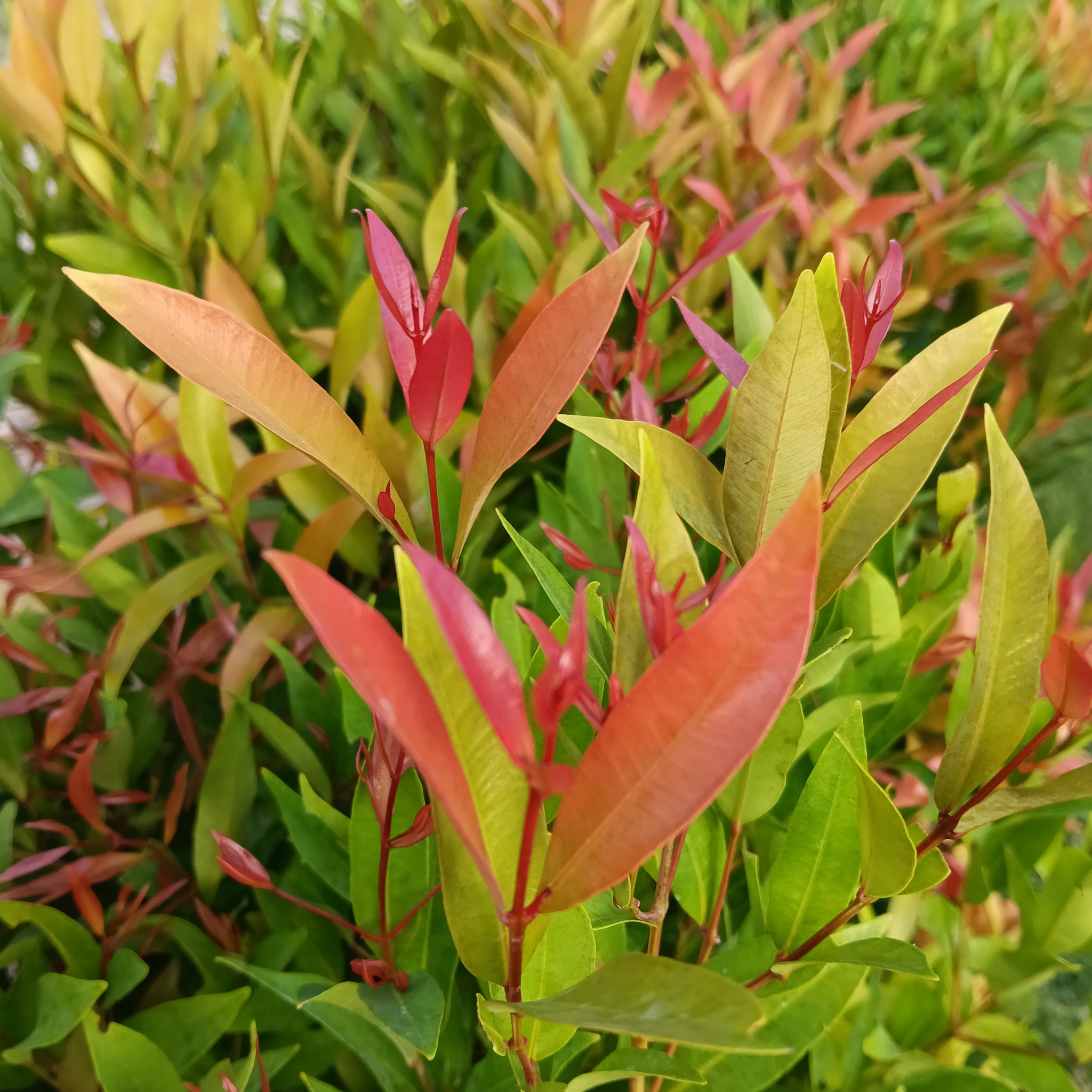 Lilly Pilly Up and Away  - Syzygium australe Up And Away