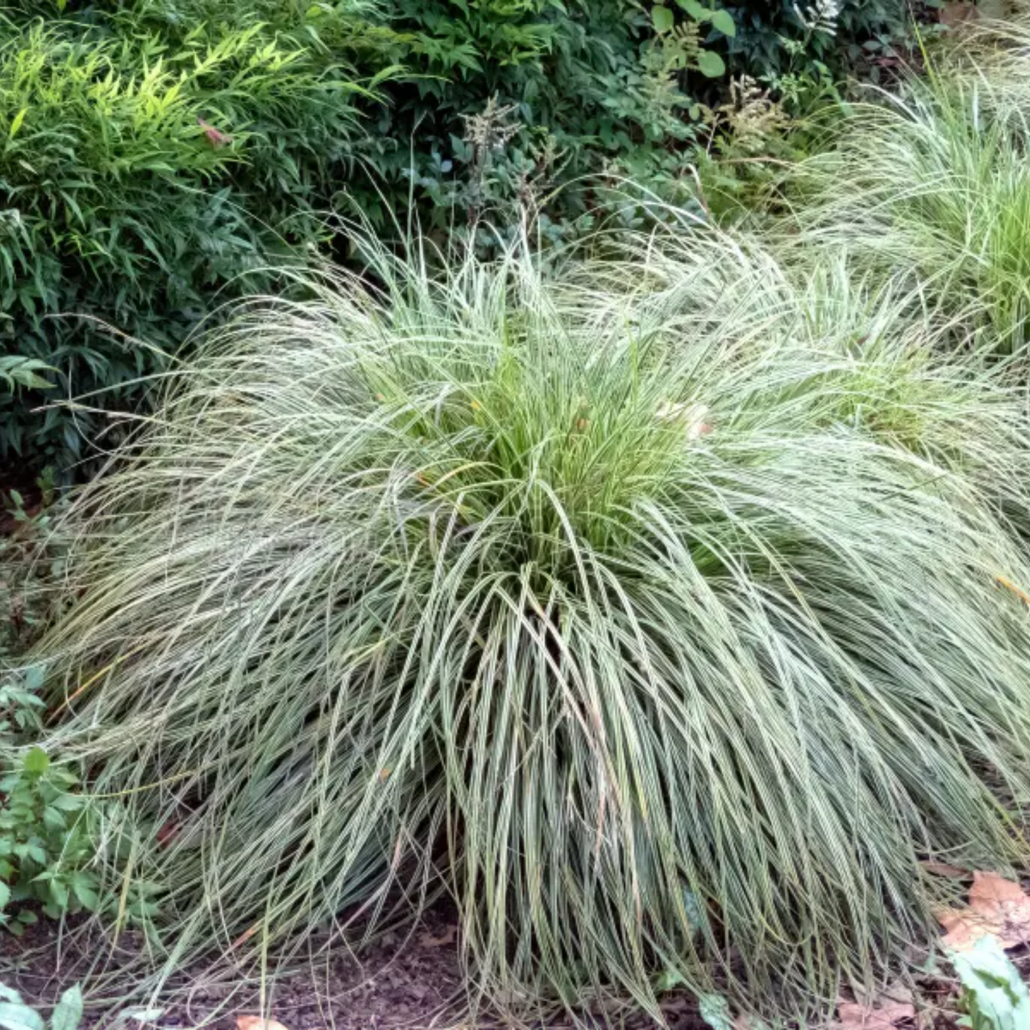 Tall grass plant in a garden setting with green foliage