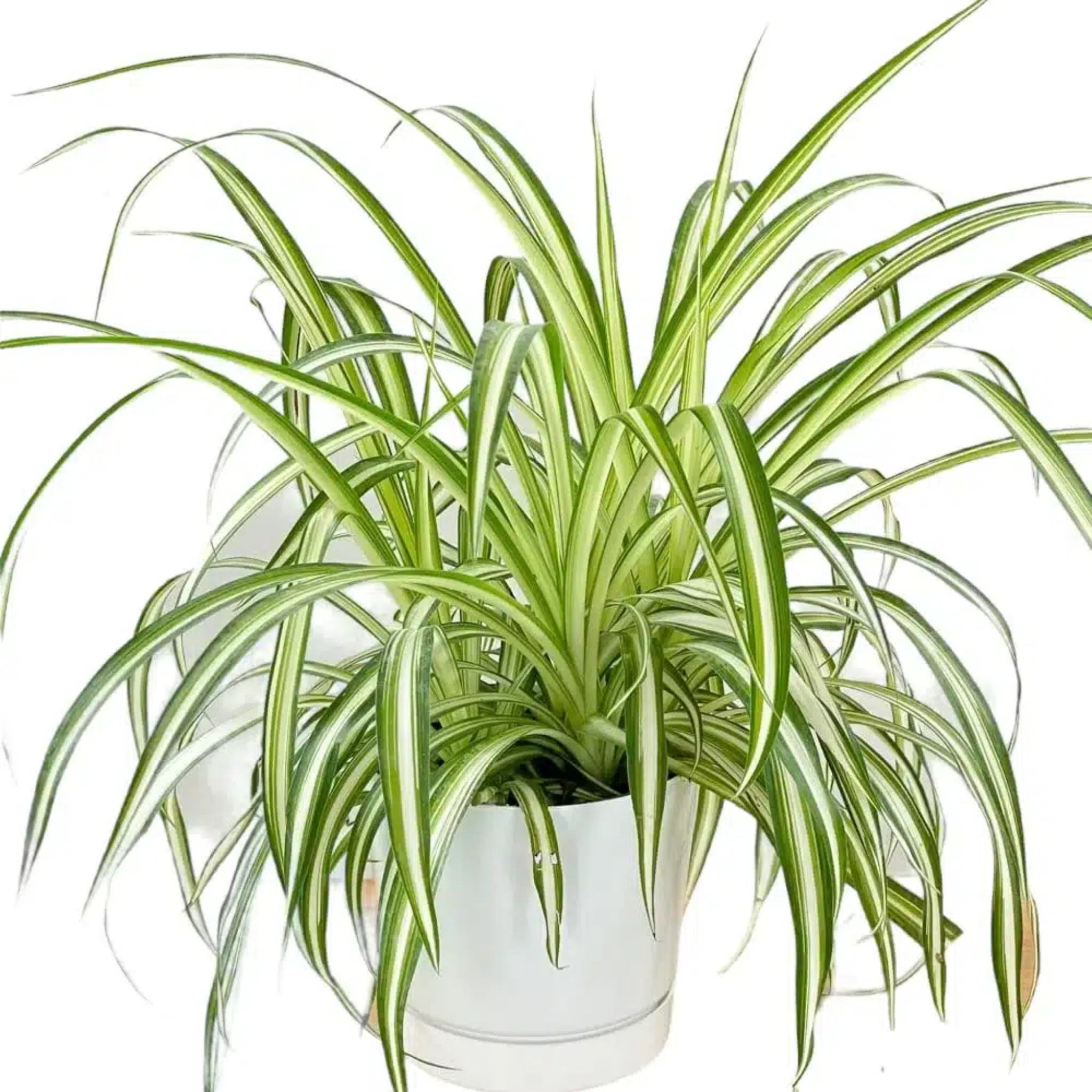 Potted spider plant with green and white leaves on a white background