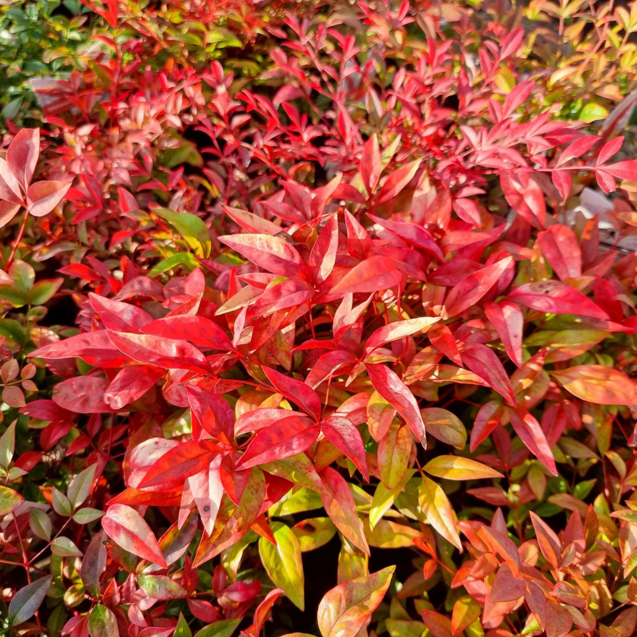 Nandina Obsession - Nandina domestica Obsession PBR