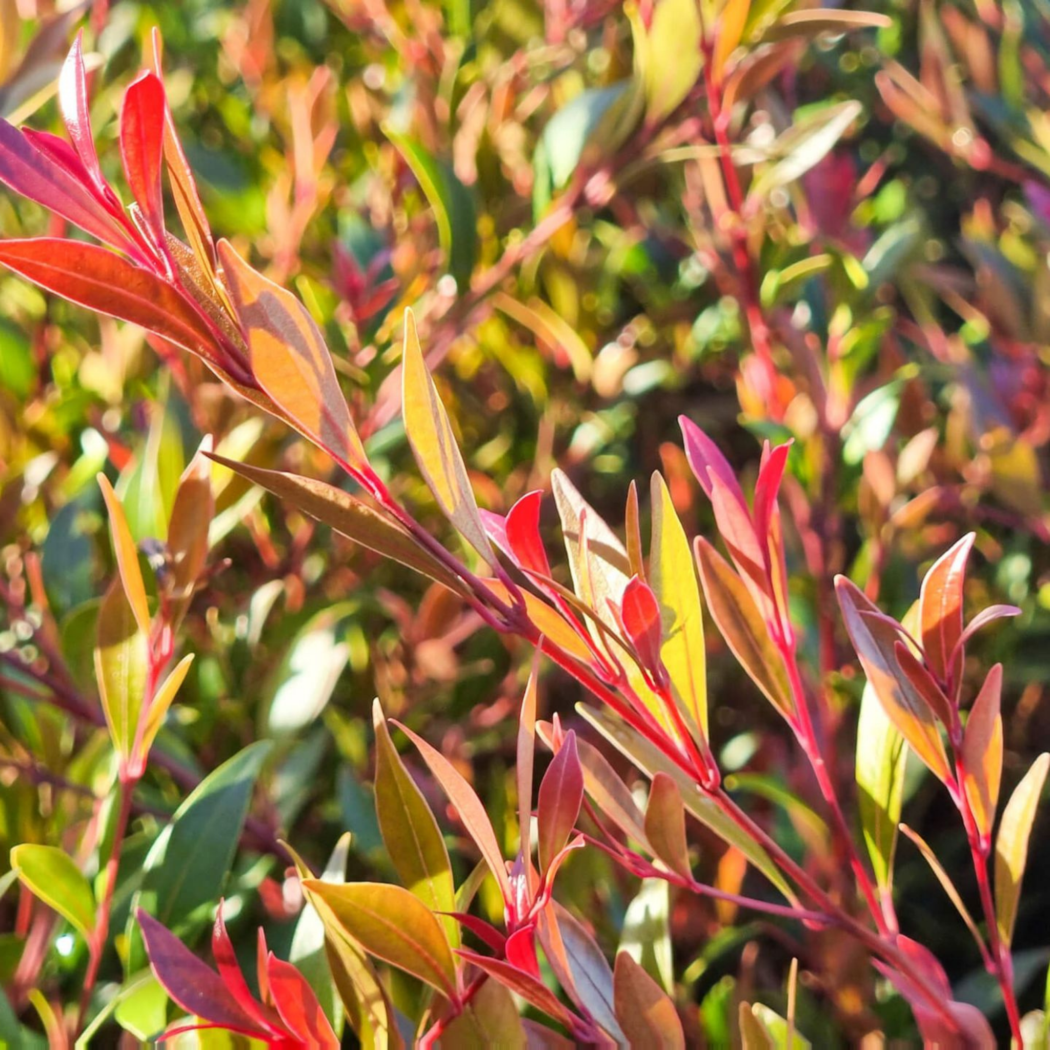 Close-up of a plant with red and green leaves
