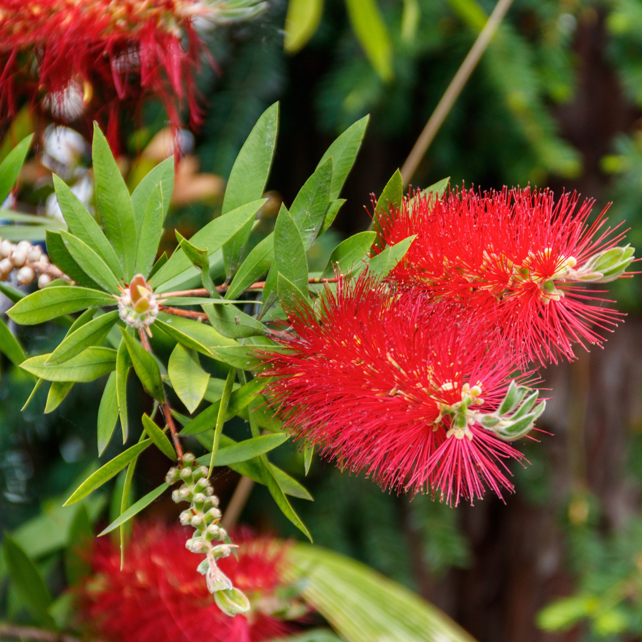 Kings Park Special Bottlebrush - Callistemon hybrida ‘Kings Park Special’