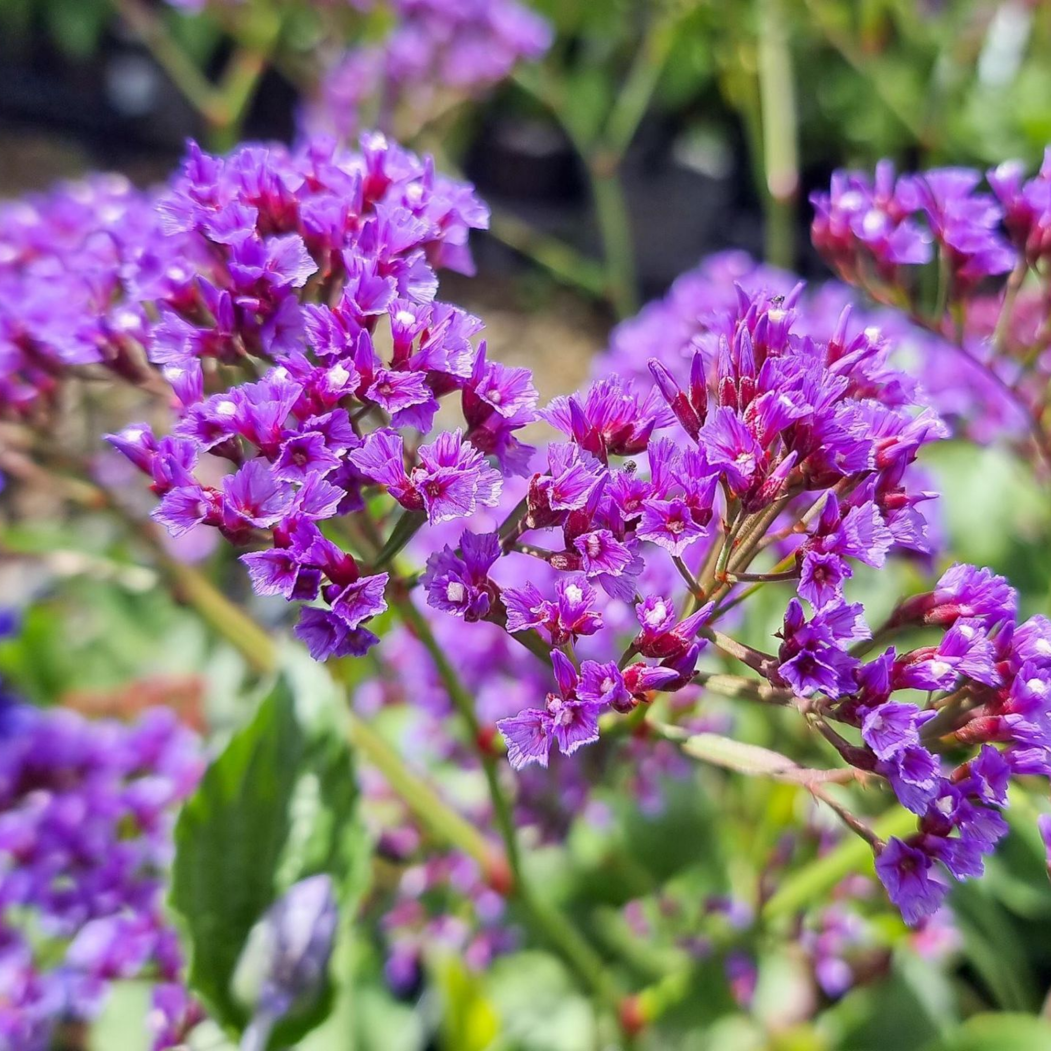 Sea Lavender - Limonium perezii