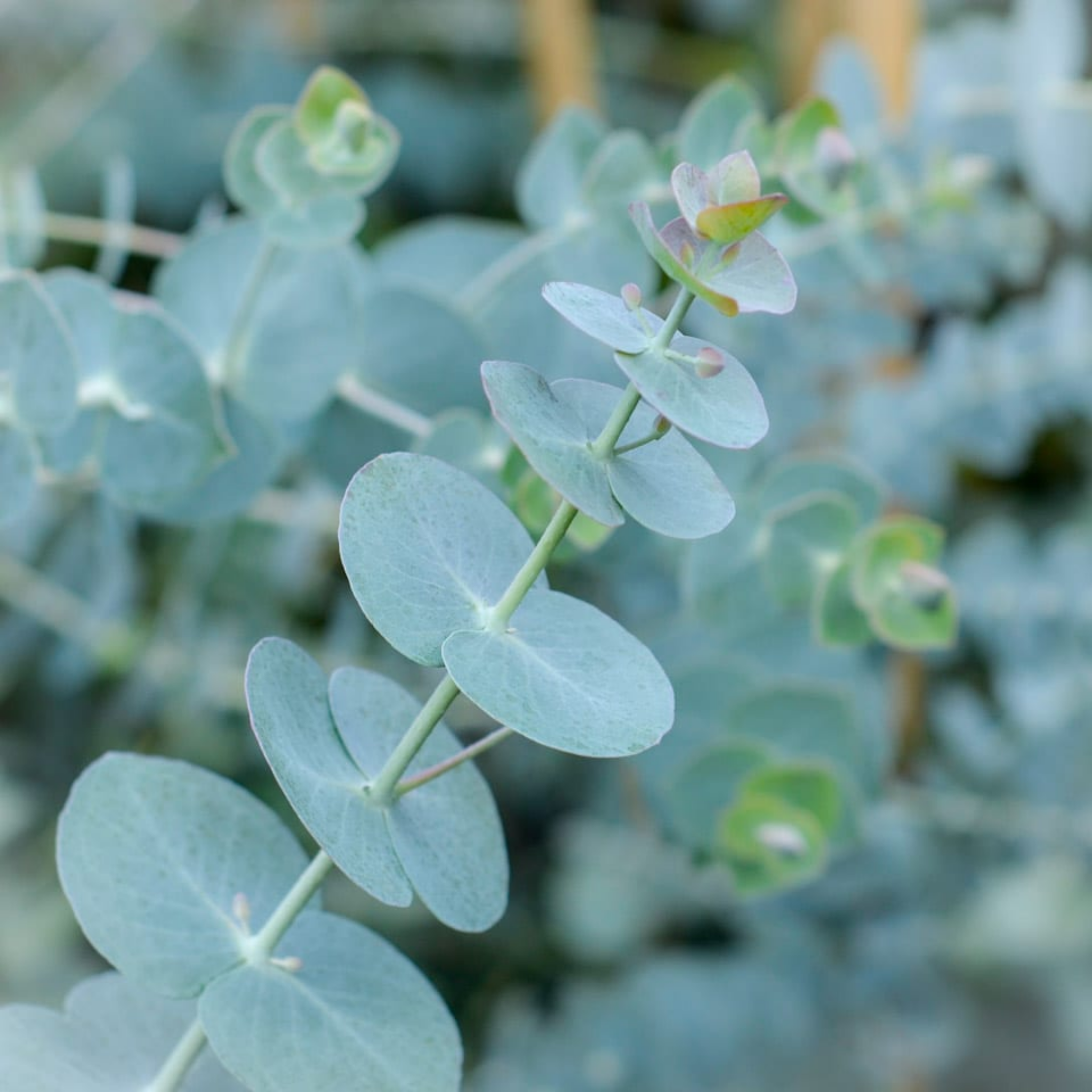 Eucalyptus Baby Blue - Eucalyptus pulverulenta 'Baby Blue'
