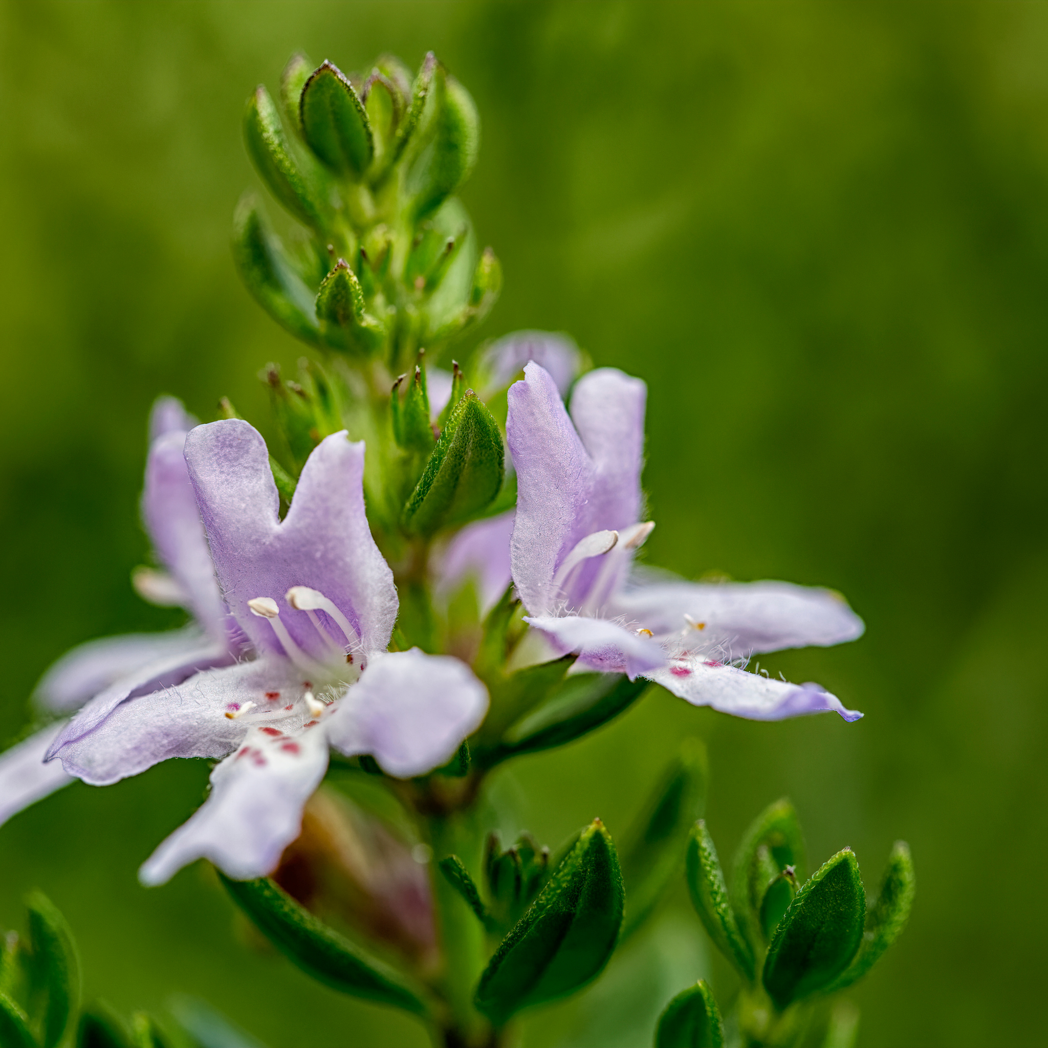 Blue Gem Native Rosemary - Westringia hybrida Blue Gem