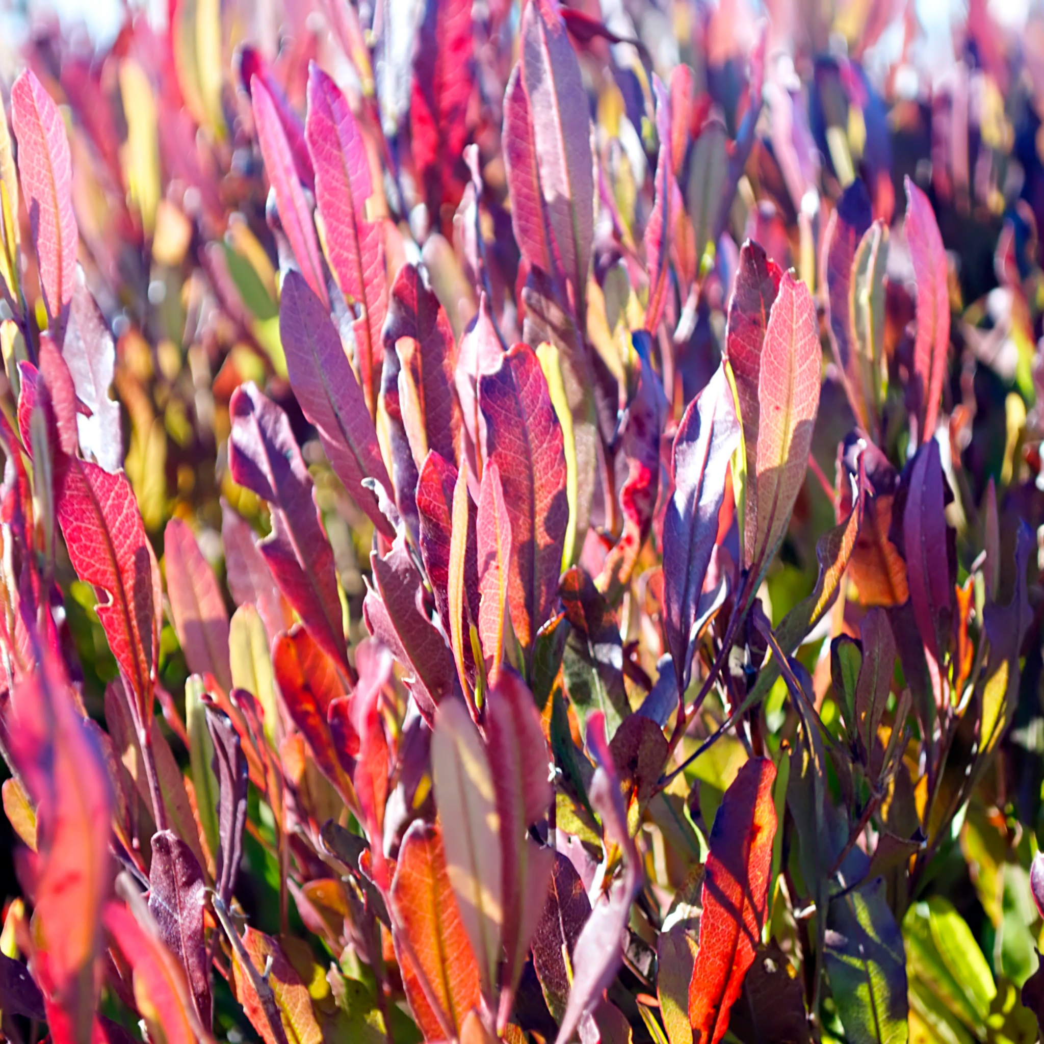Purple Hop Bush - Dodonaea viscosa Purpurea