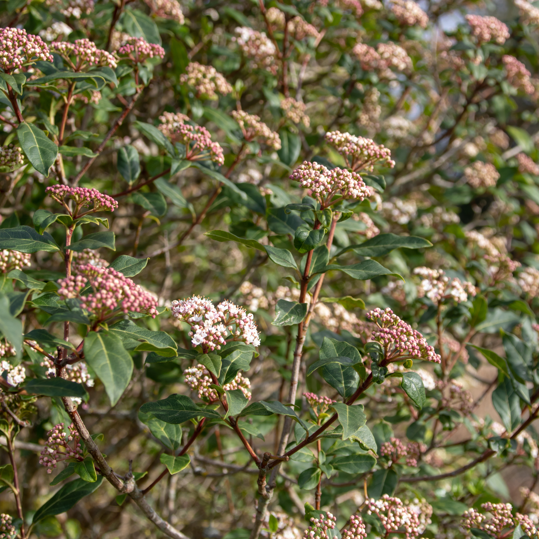 Viburnum tinus - Laurustinus