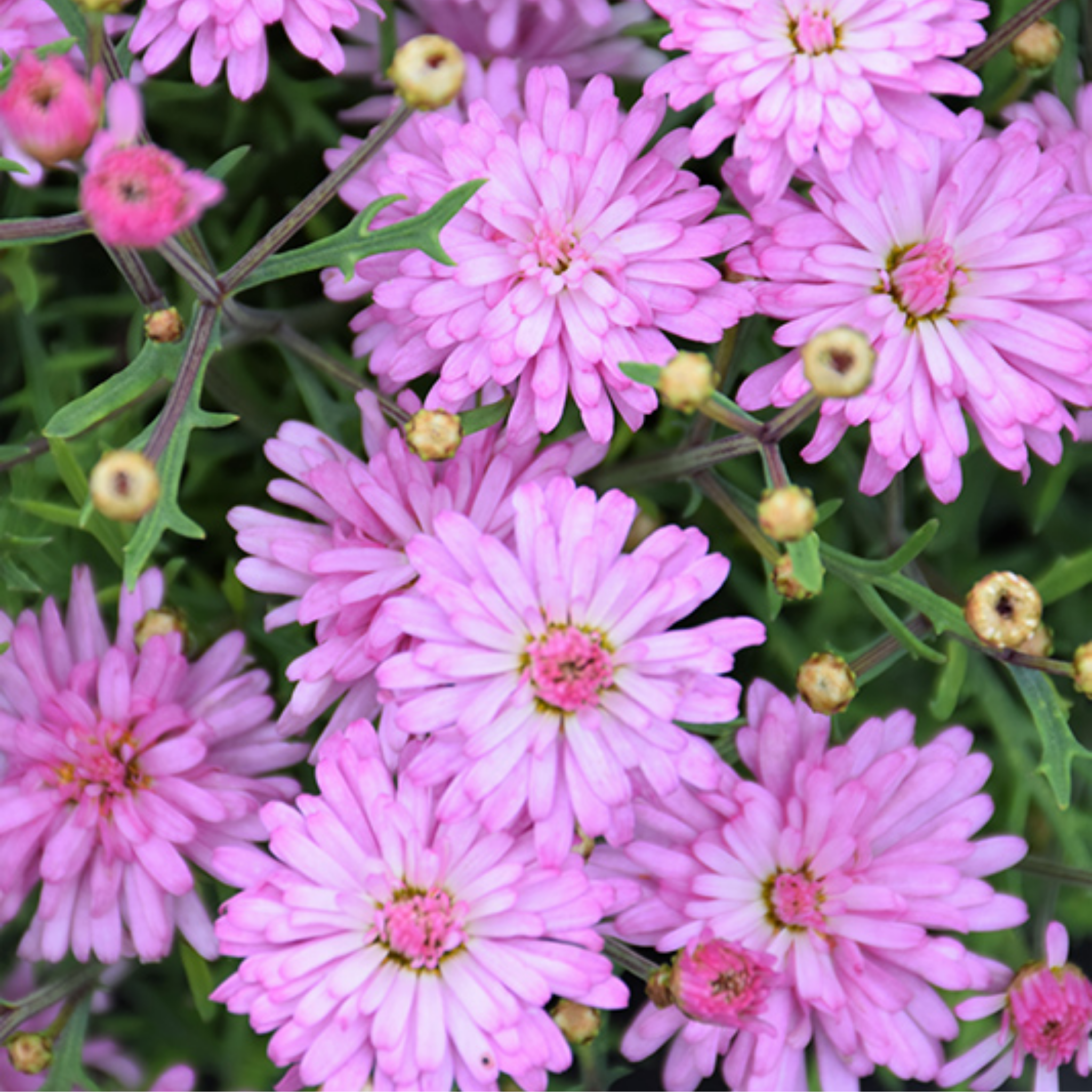 Close-up of pink flowers with green leaves