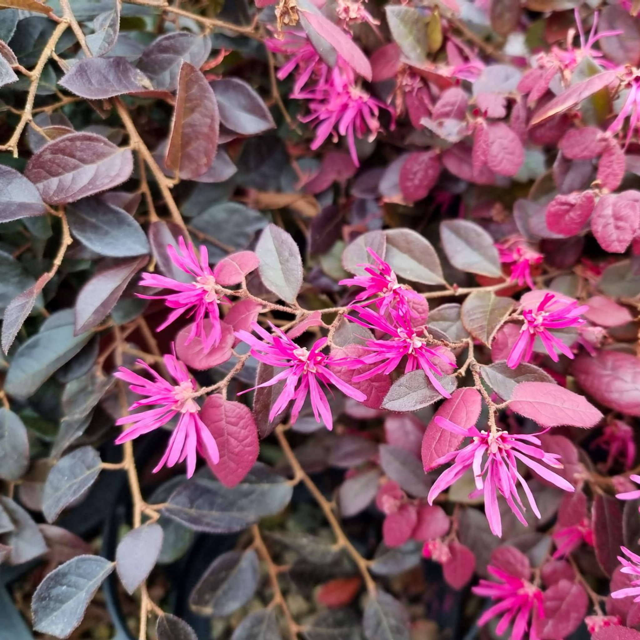 Plum Delight Pink Chinese Fringe Flower - Loropetalum chinense rubrum