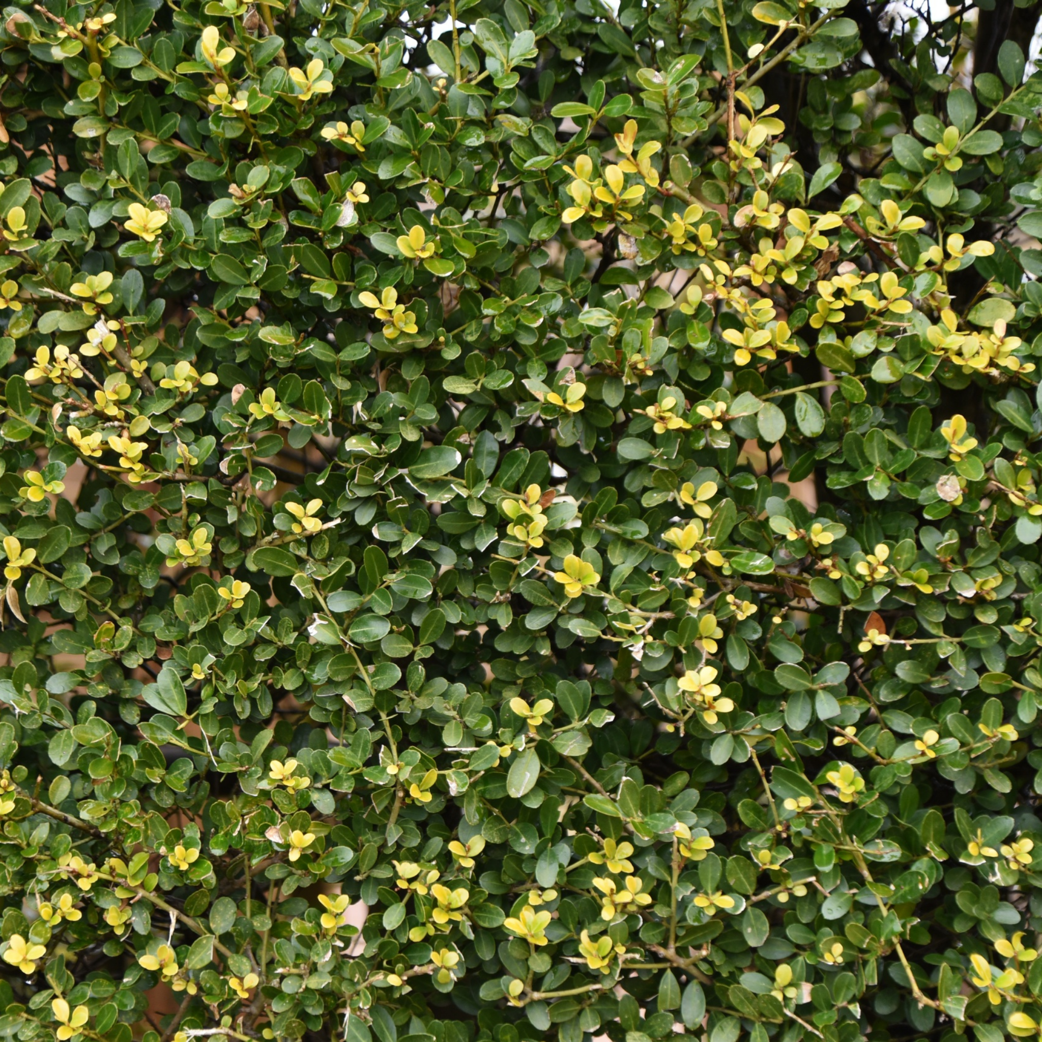 Close-up of a bush with green leaves and small yellow flowers