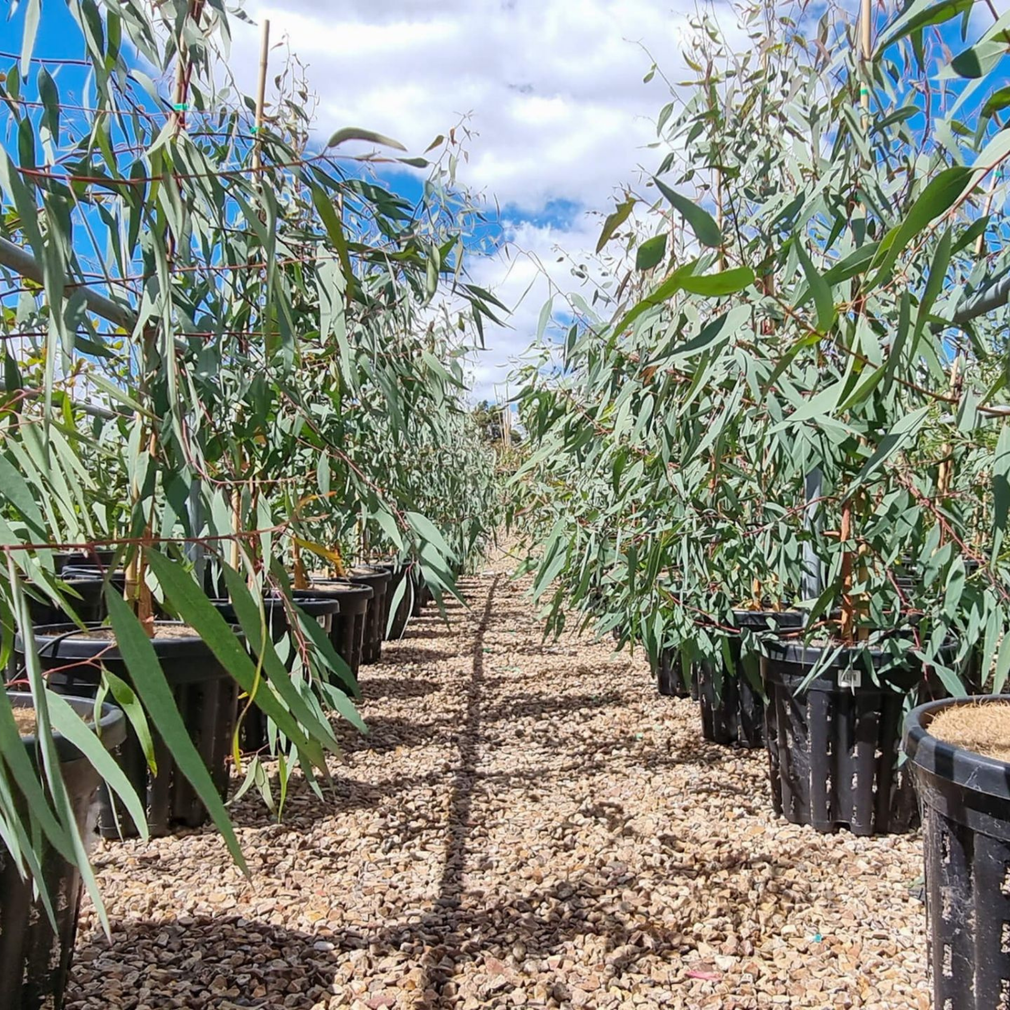 Red River Gum - Eucalyptus camaldulensis