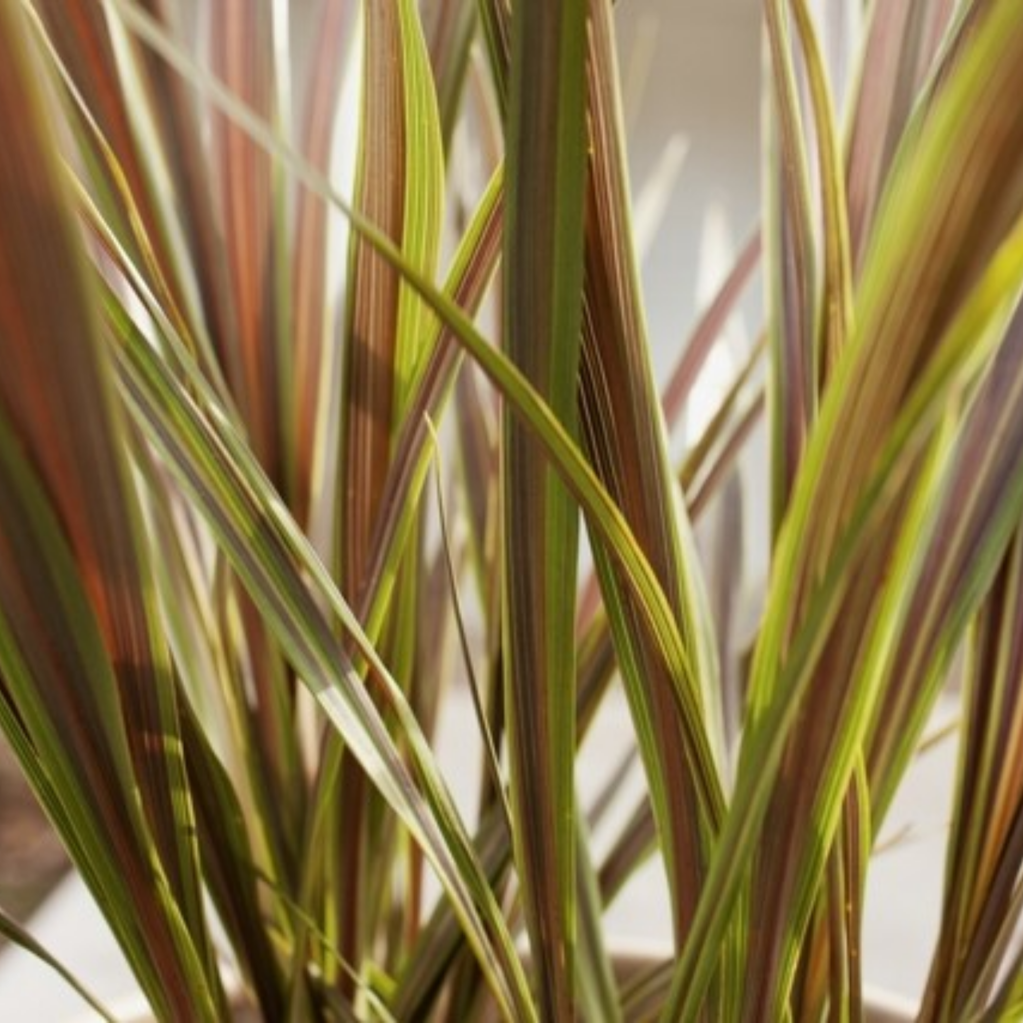 Electric Star Cabbage Tree - Cordyline banksii 'Electric Star'
