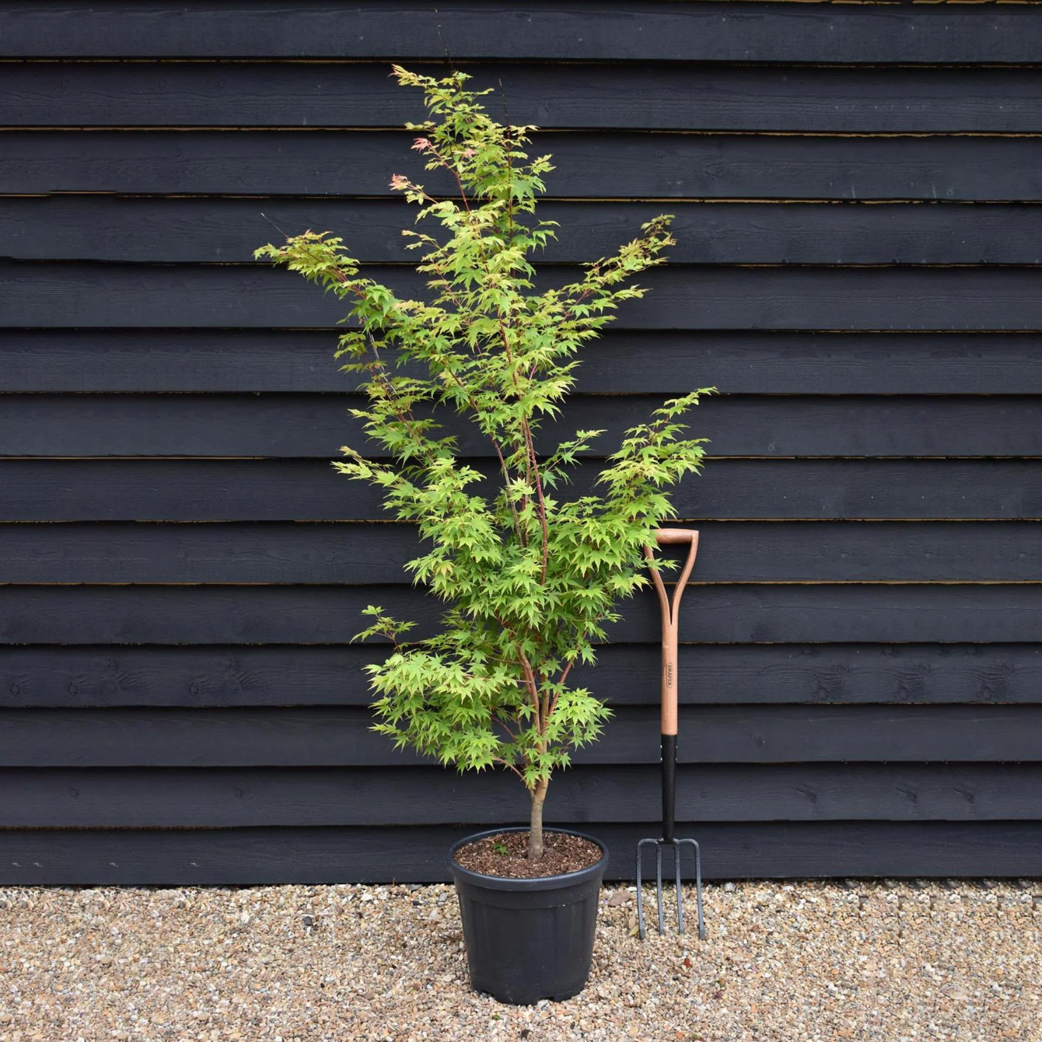 Potted tree in front of a dark wooden wall with a garden fork beside it.
