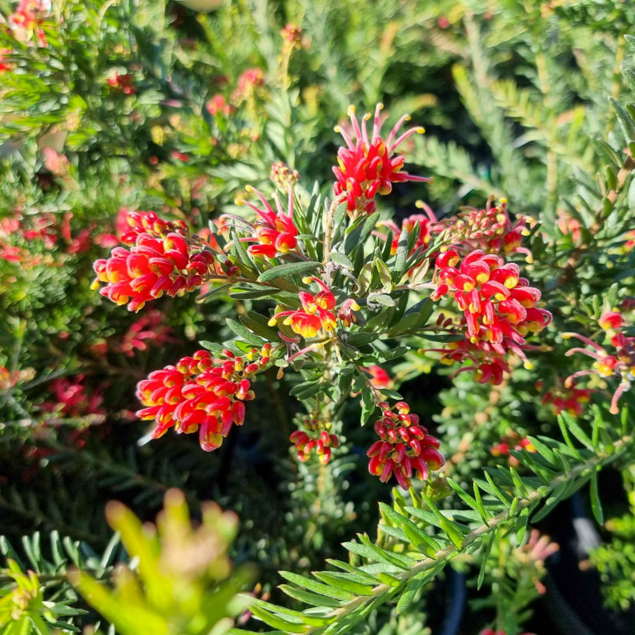 Grevillea 'Fireworks' - Grevillea hybrida Fireworks
