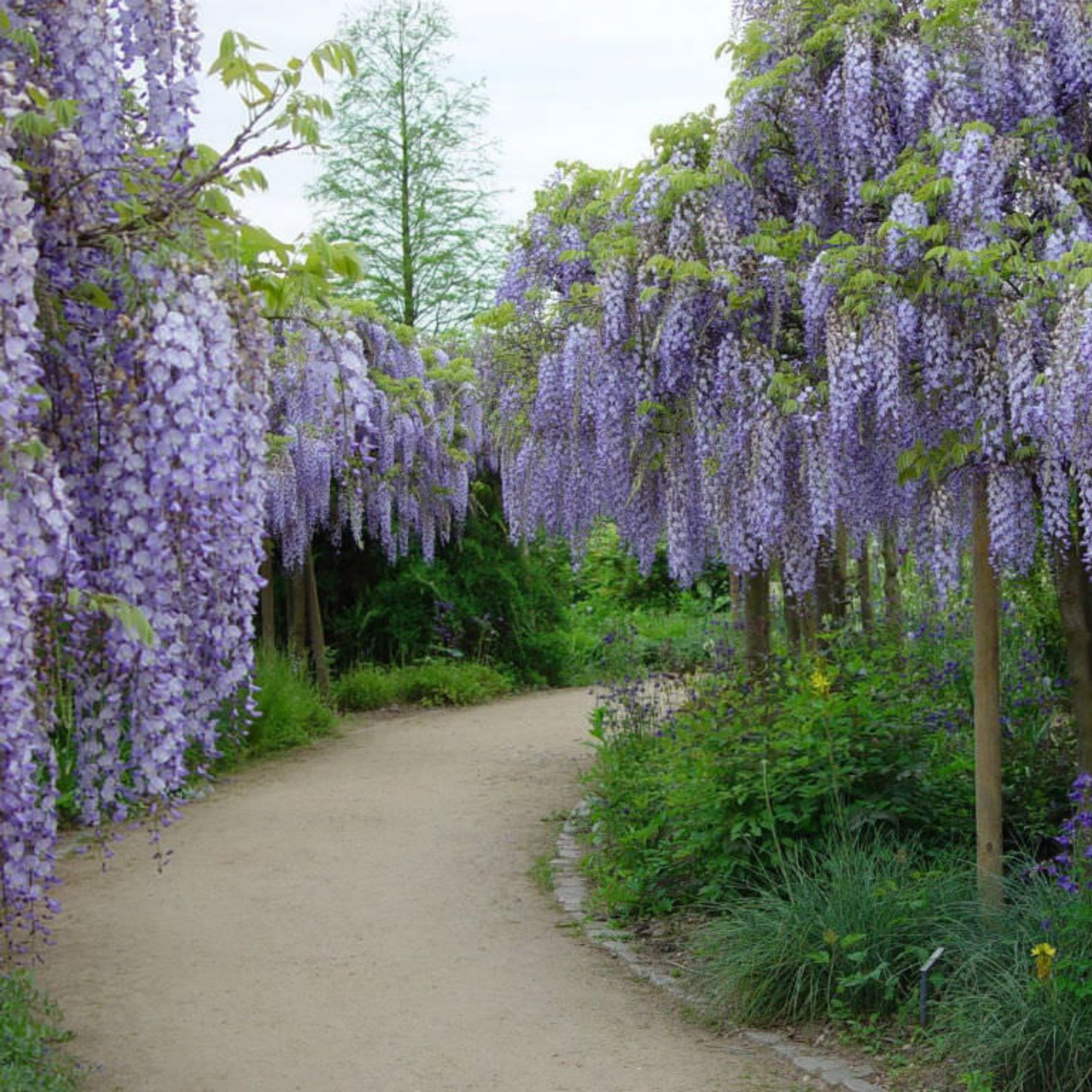 Japanese Wisteria - Wisteria floribunda