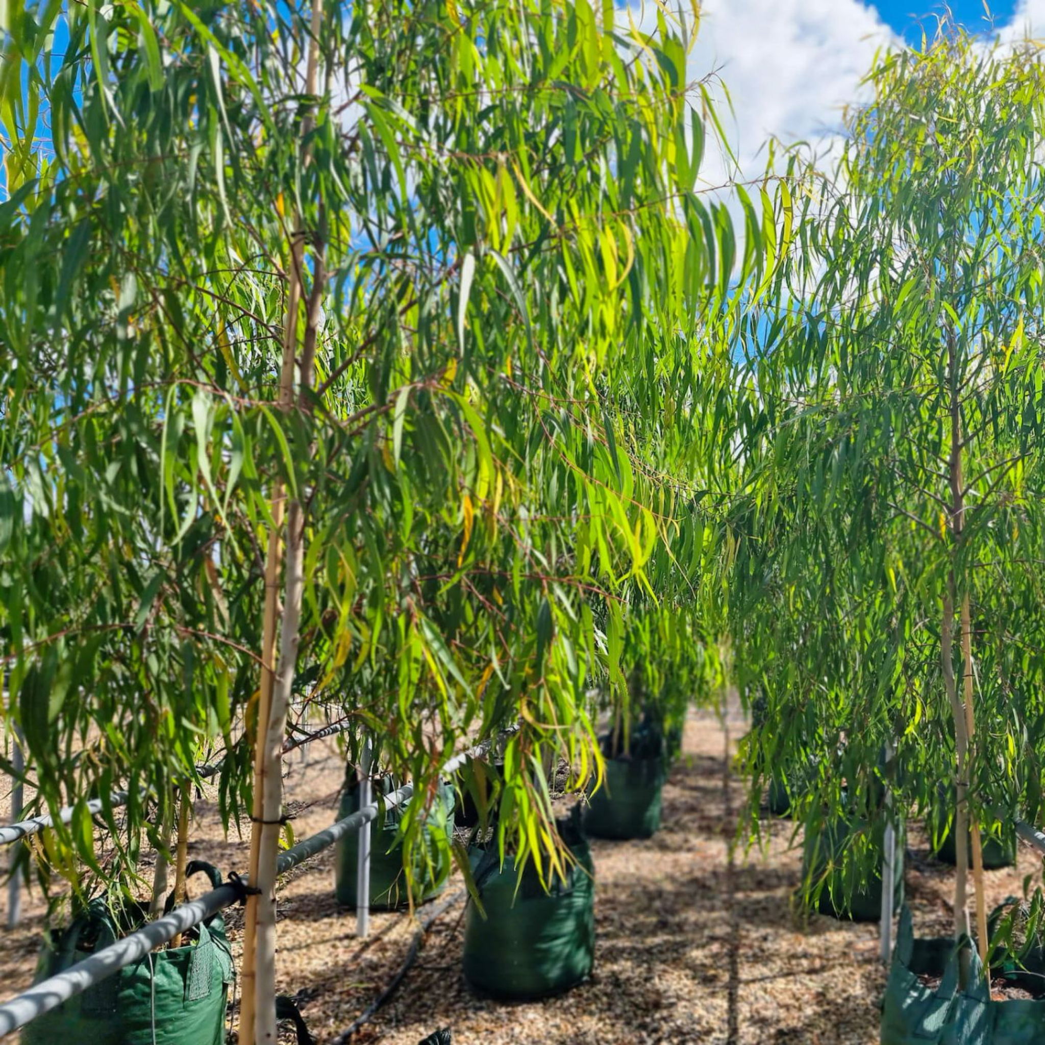 Lemon Scented Gum Scentuous - Corymbia citriodora 'Scentuous'