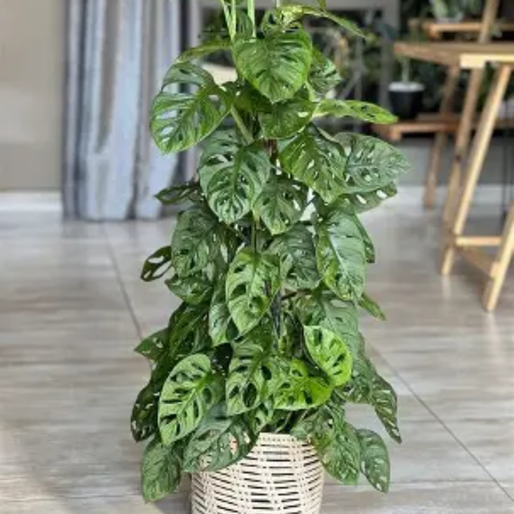 Swiss Cheese Vine - Monstera adansonii