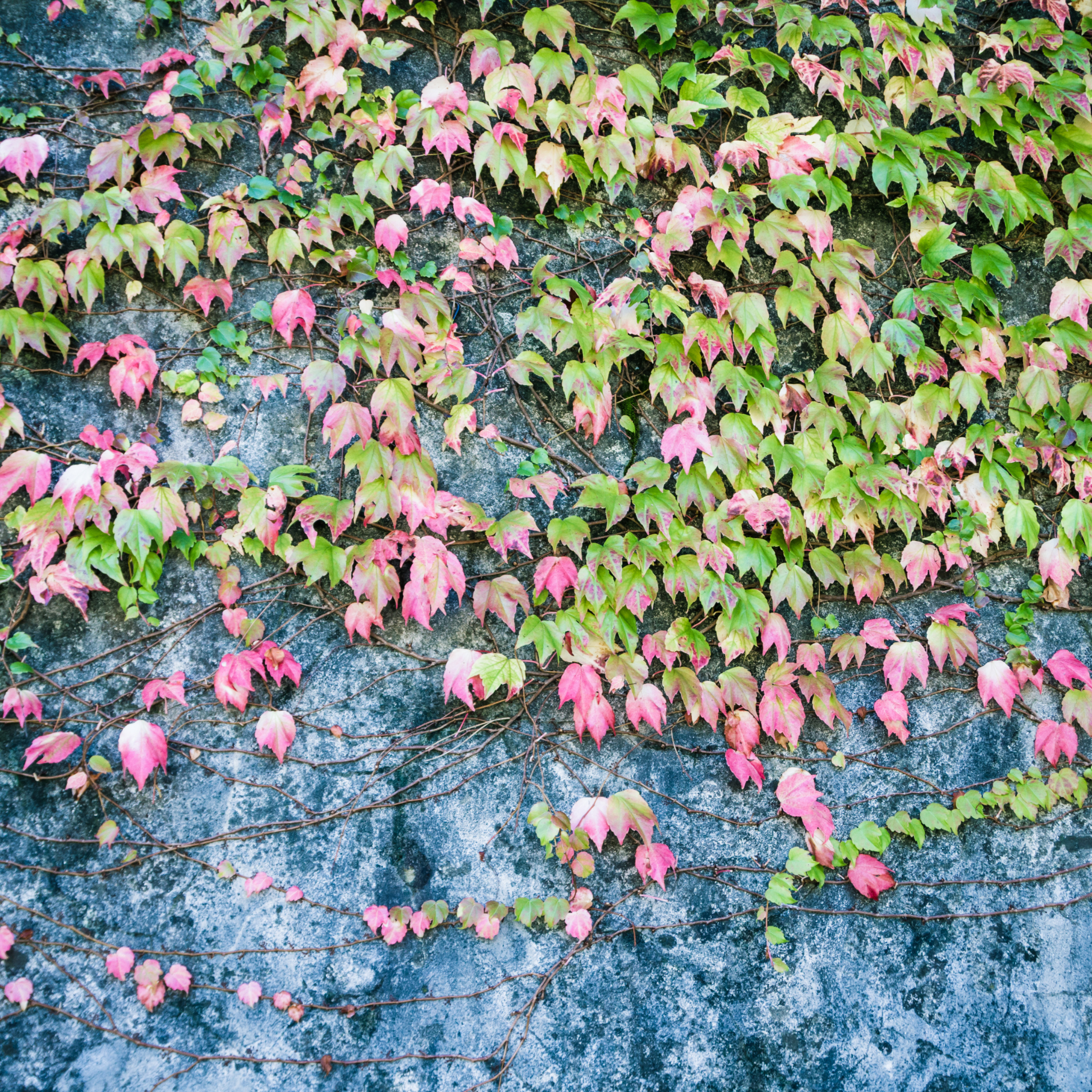 Boston Ivy - Parthenocissus tricuspidata
