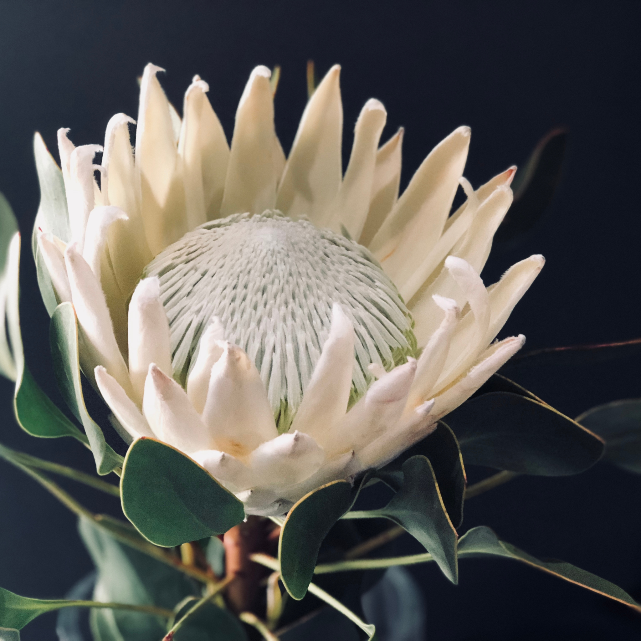 King White King Protea - Protea cynaroides King White