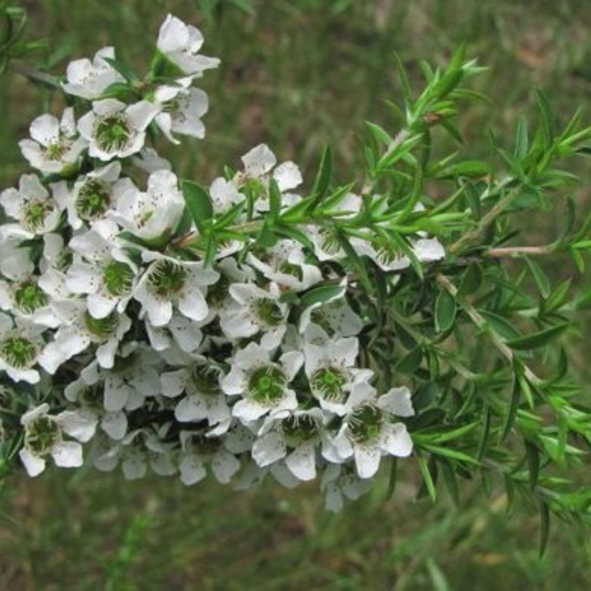 Prickly Tea Tree - Leptospermum continentale