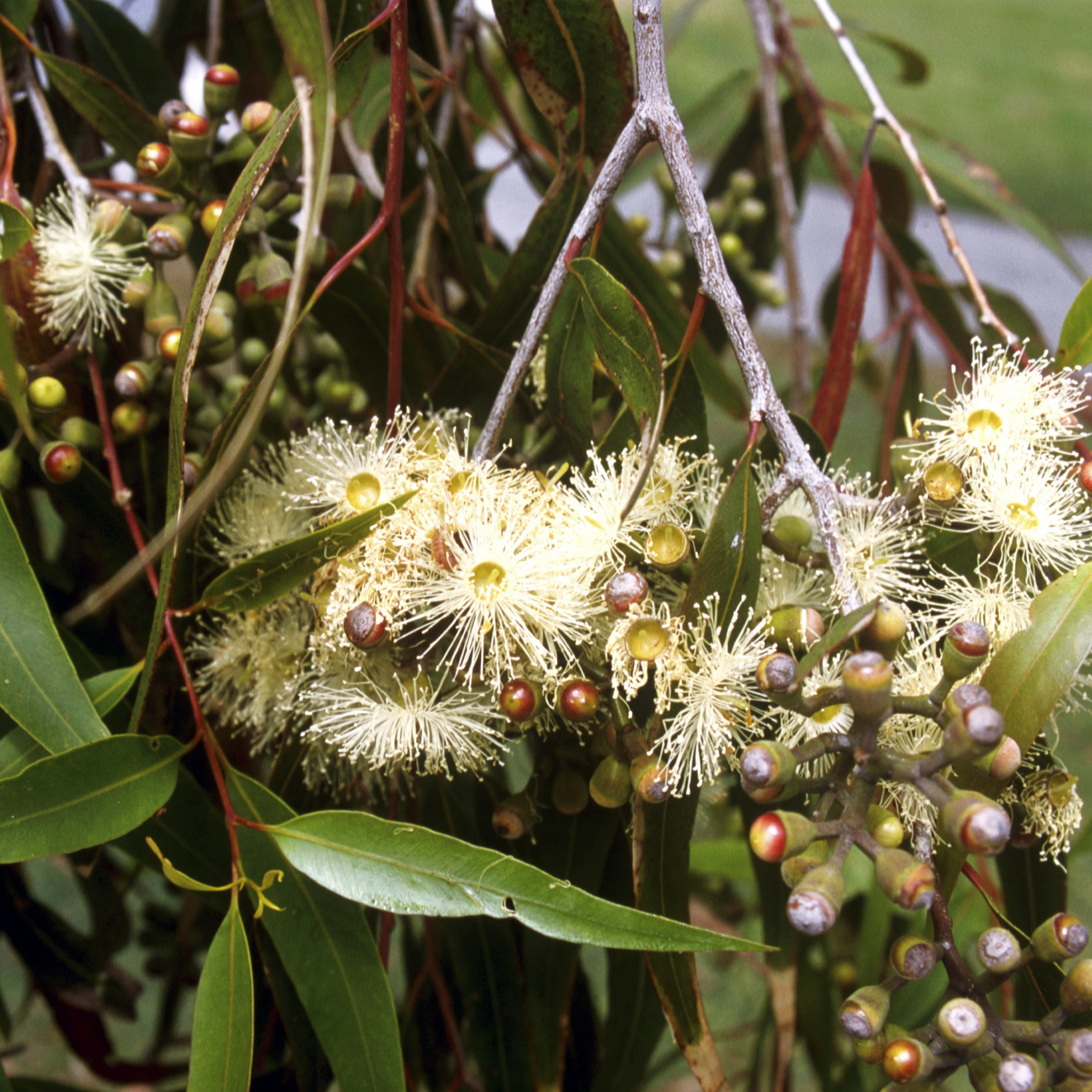 Sydney Red Gum / Smooth Barked Apple Gum / Rose Gum - Angophora costata