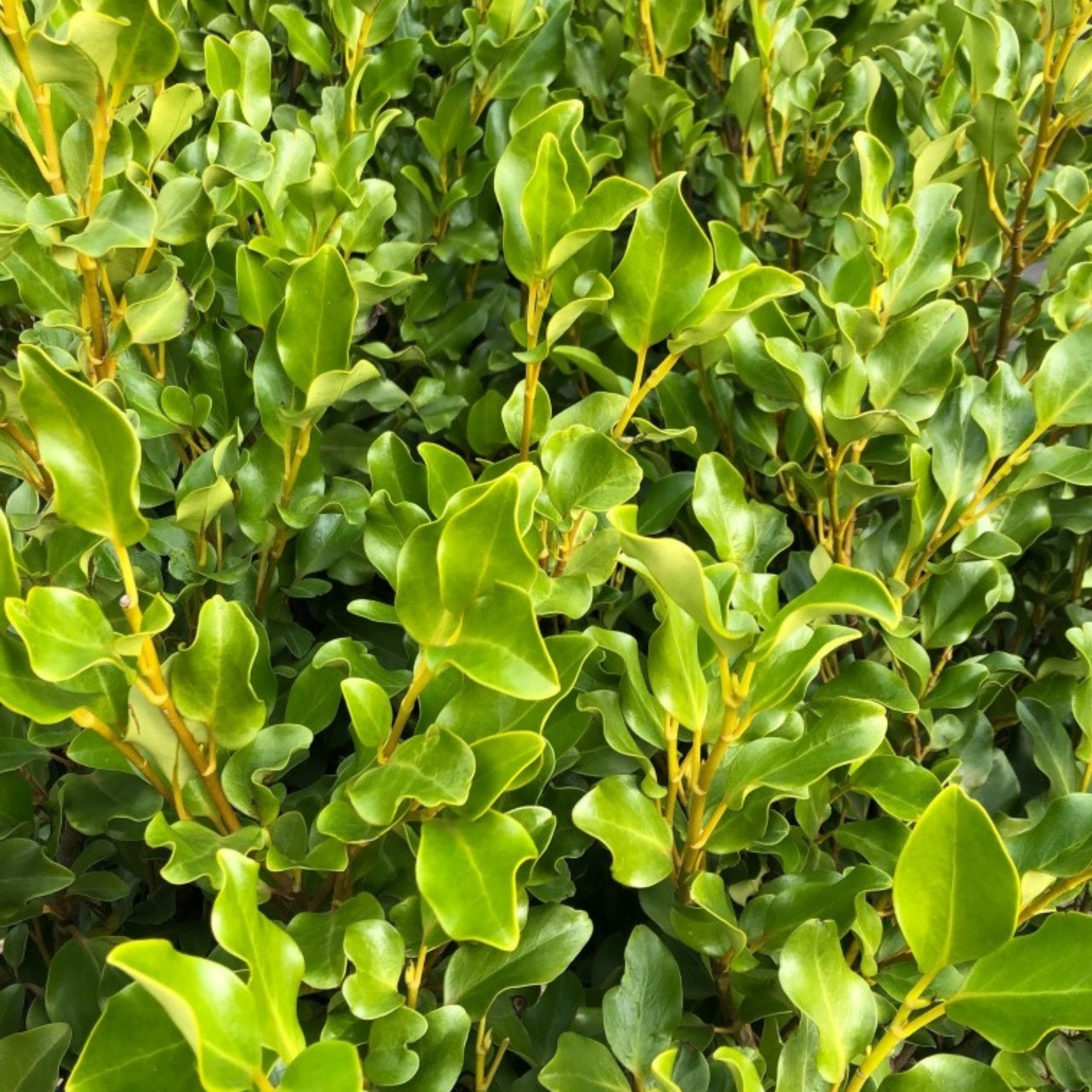 New Zealand Broadleaf Mint - Griselinia littoralis