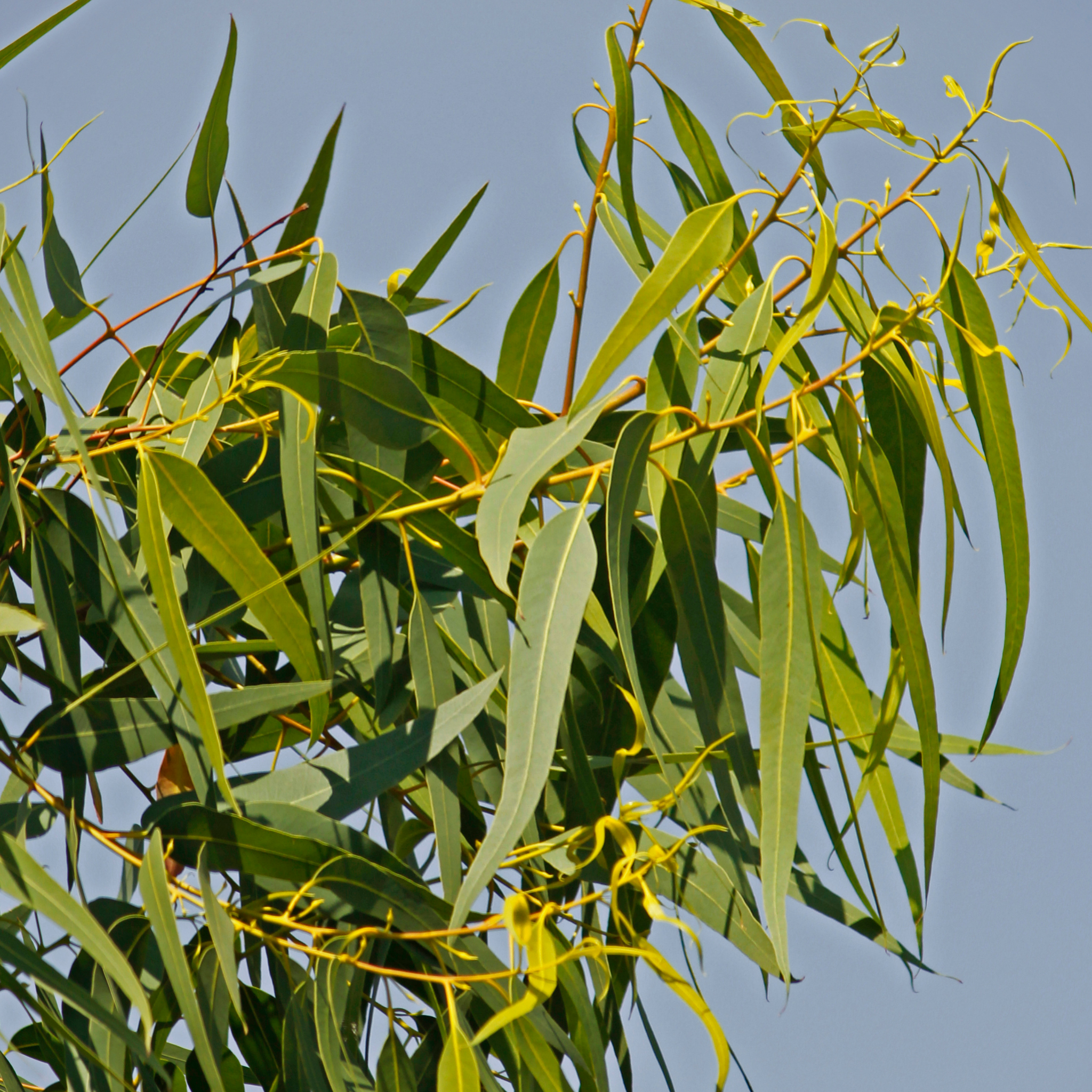 Lemon Scented Gum Baby Cinto - Corymbia citriodora 'Baby Citro'