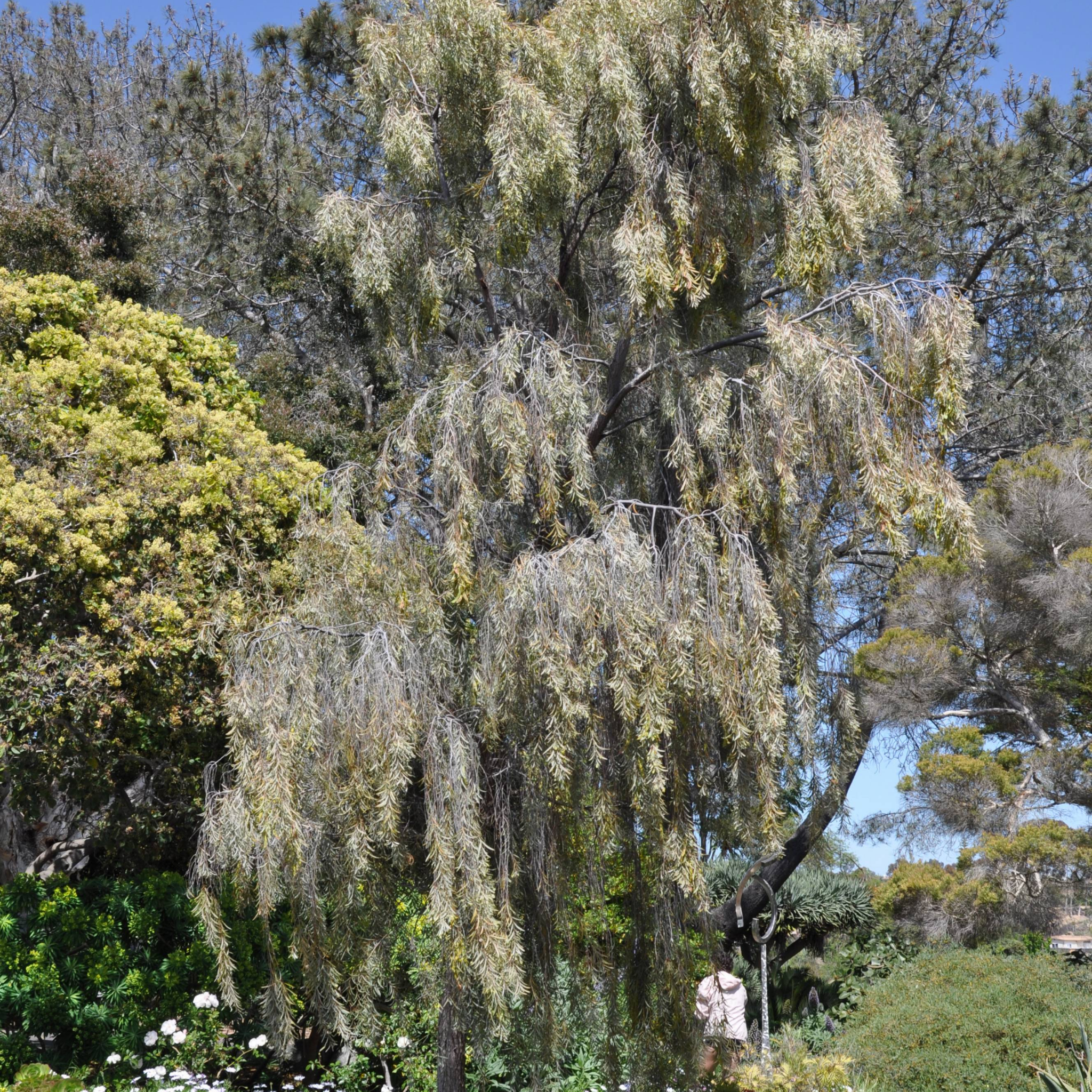 Weeping willow tree with a blue sky background