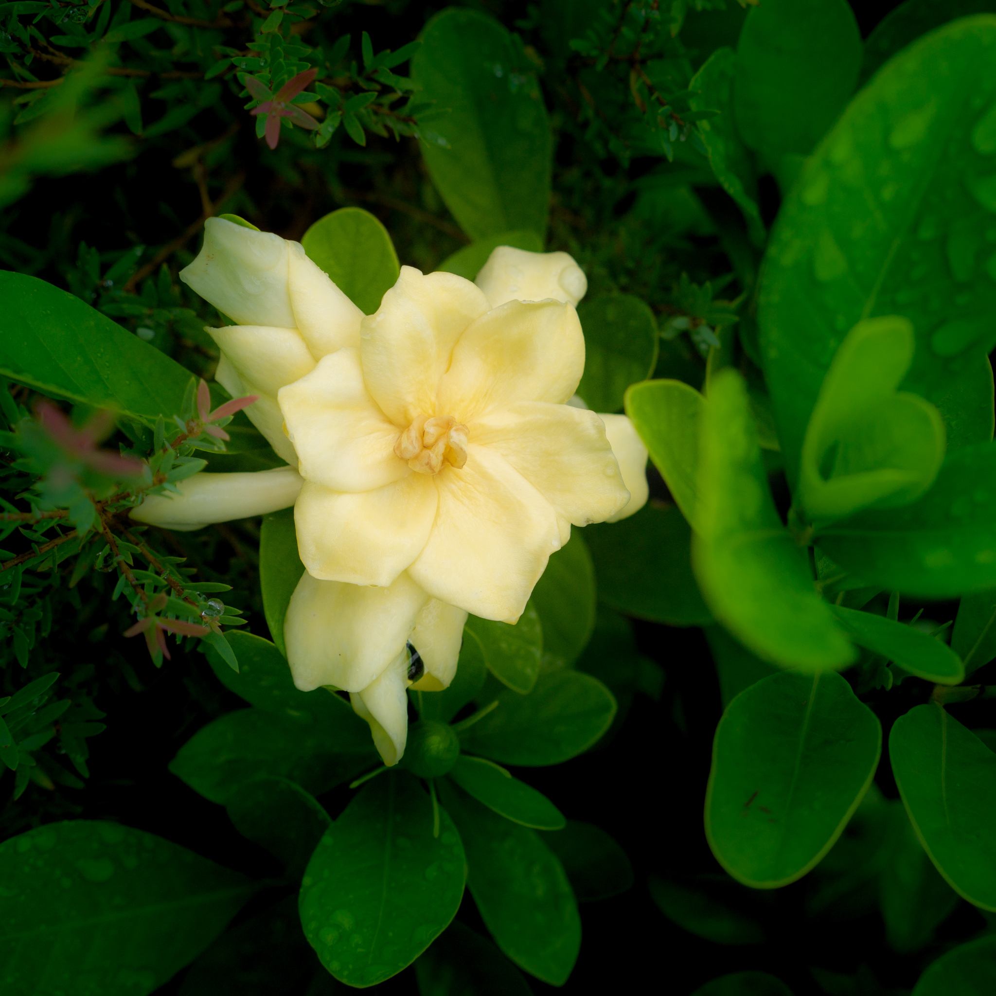Gardenia augusta Golden Magic