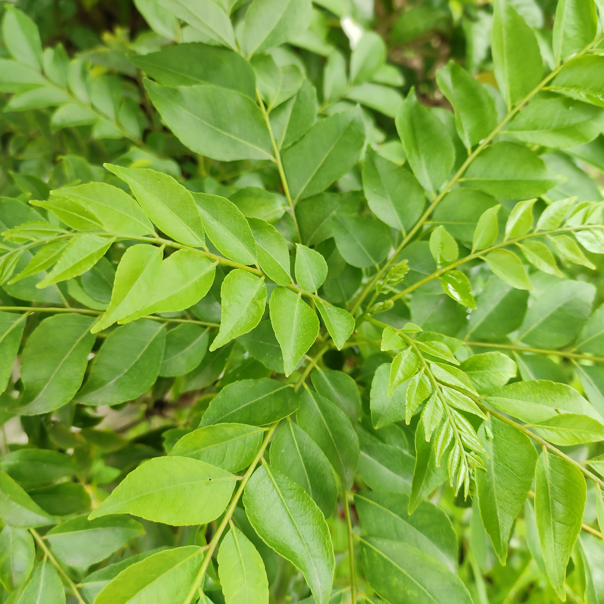Curry Tree - Murraya koenigii
