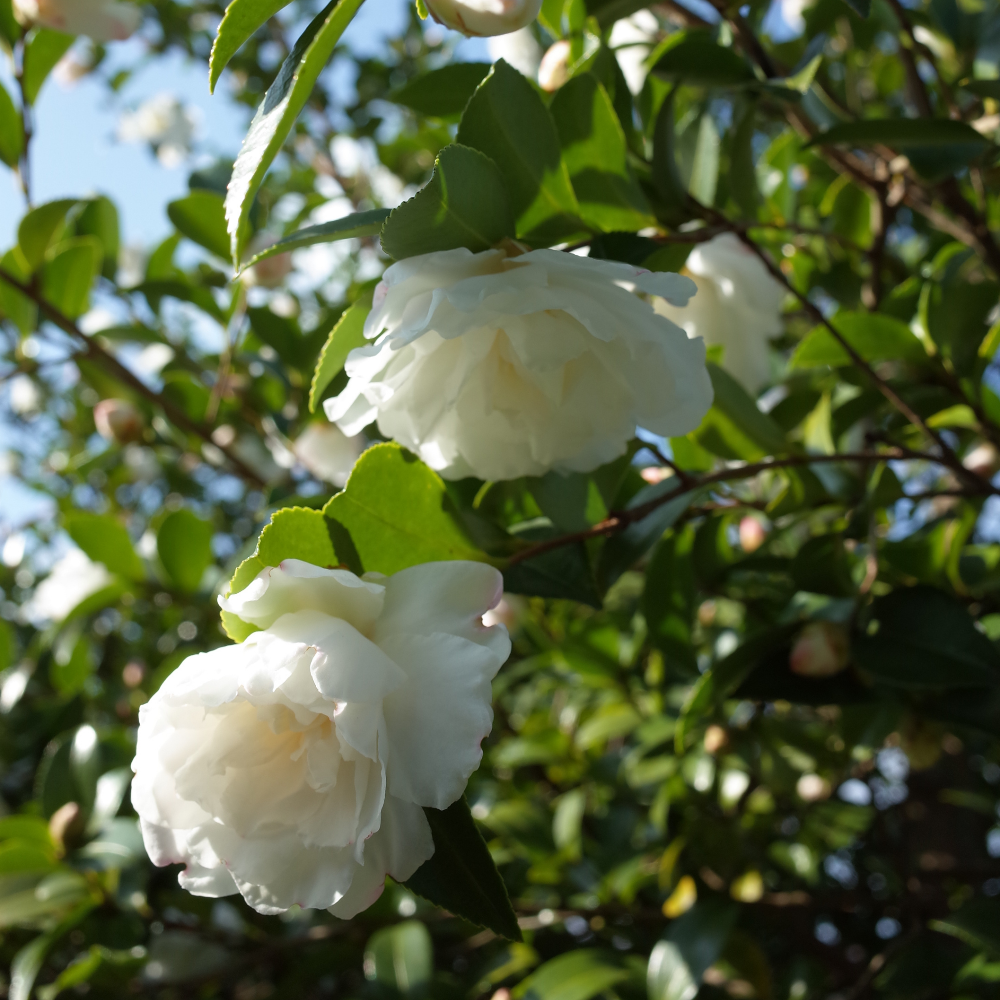 Camellia Compact Paradise White - Camellia sasanqua 'Paradise Petite White'