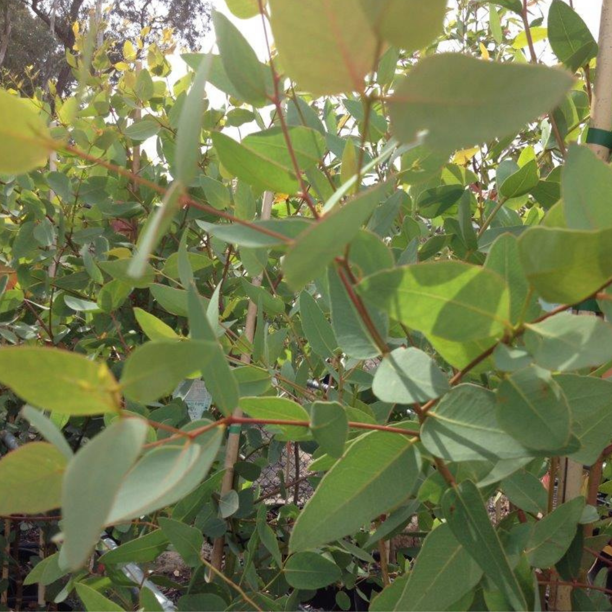 Eucalyptus Euky Dwarf Gum - Eucalyptus leucoxylon Euky Dwarf