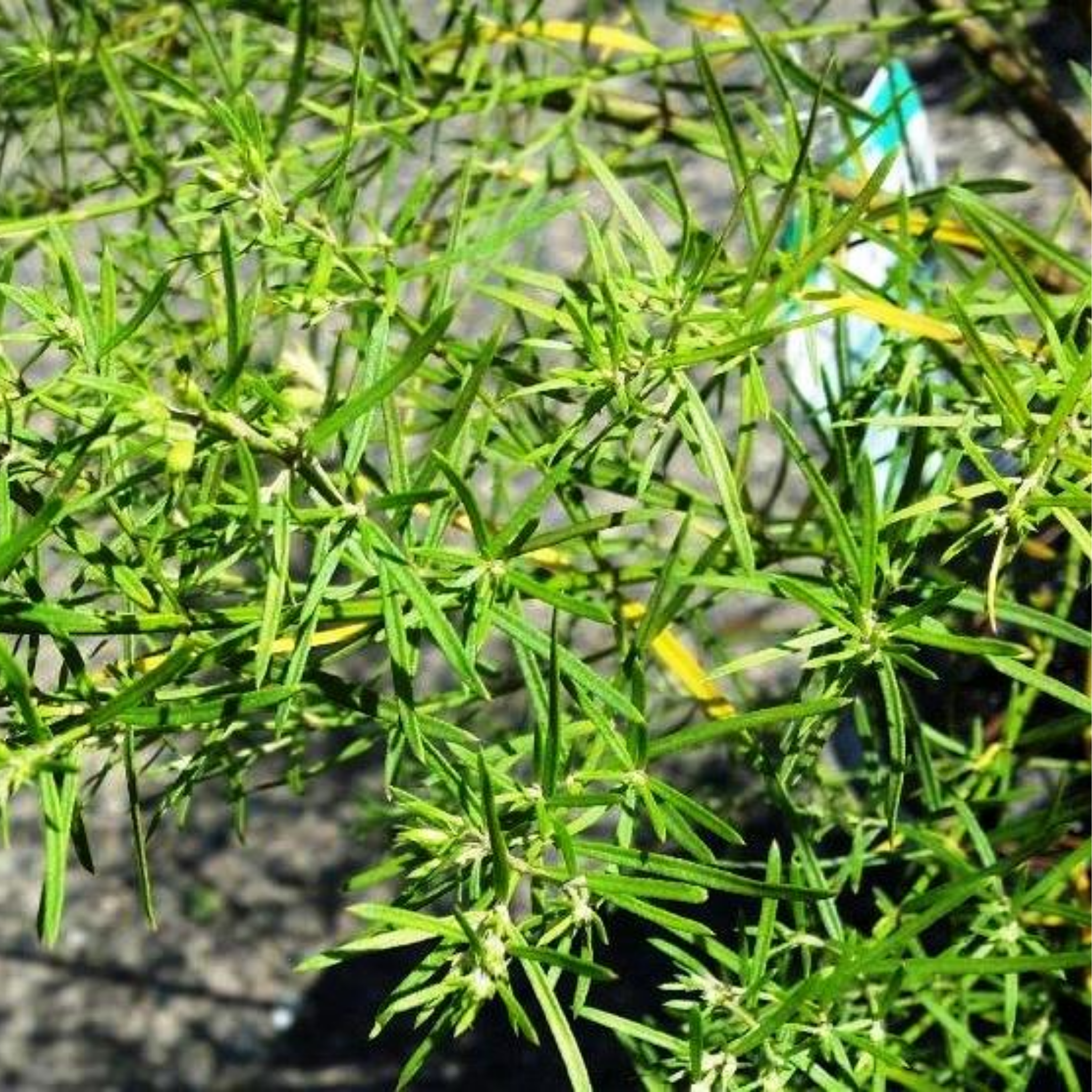 Long Leaved Westringia - Westringia longifolia