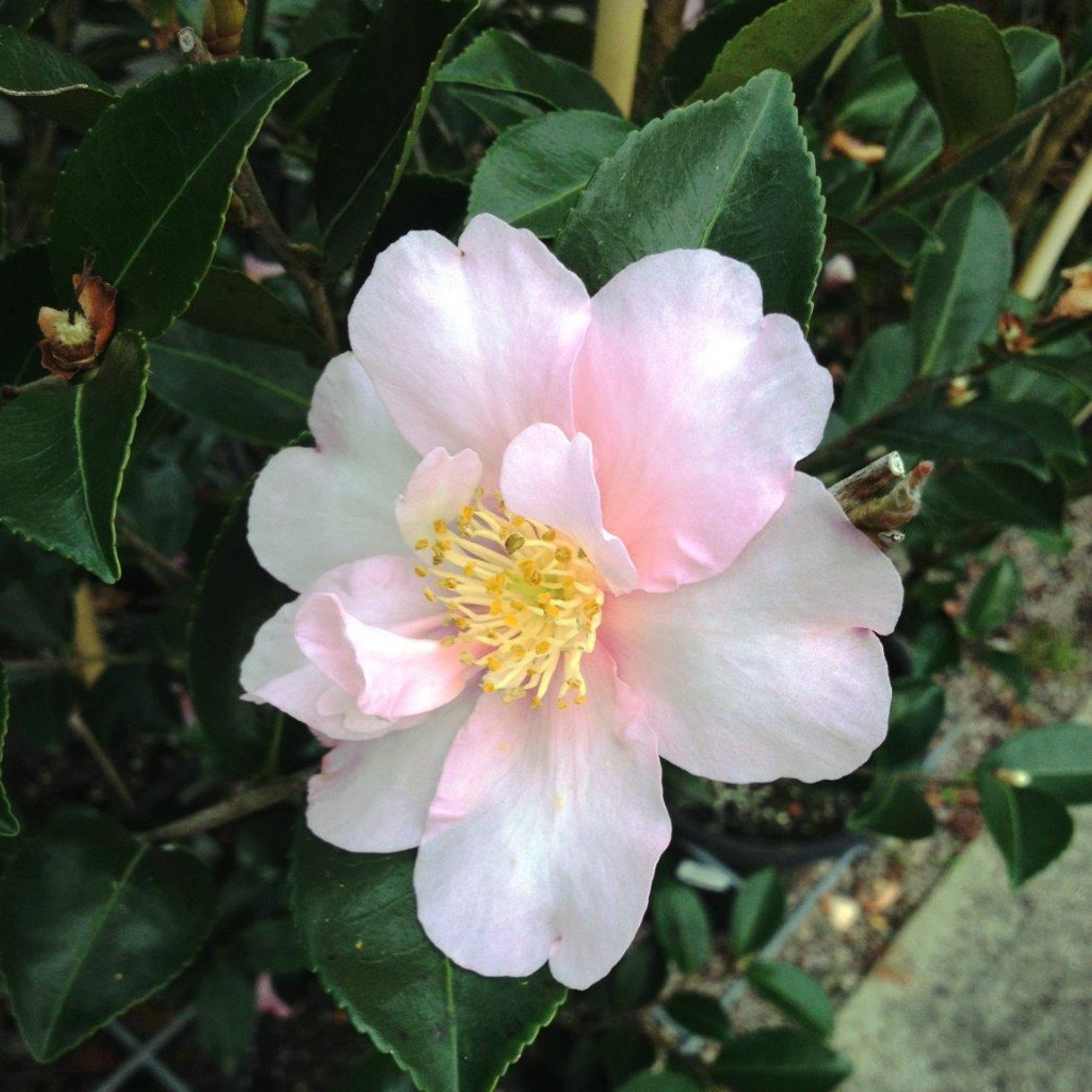 Sasanqua Camellia Edna Butler - Camellia sasanqua 'Edna Butler'