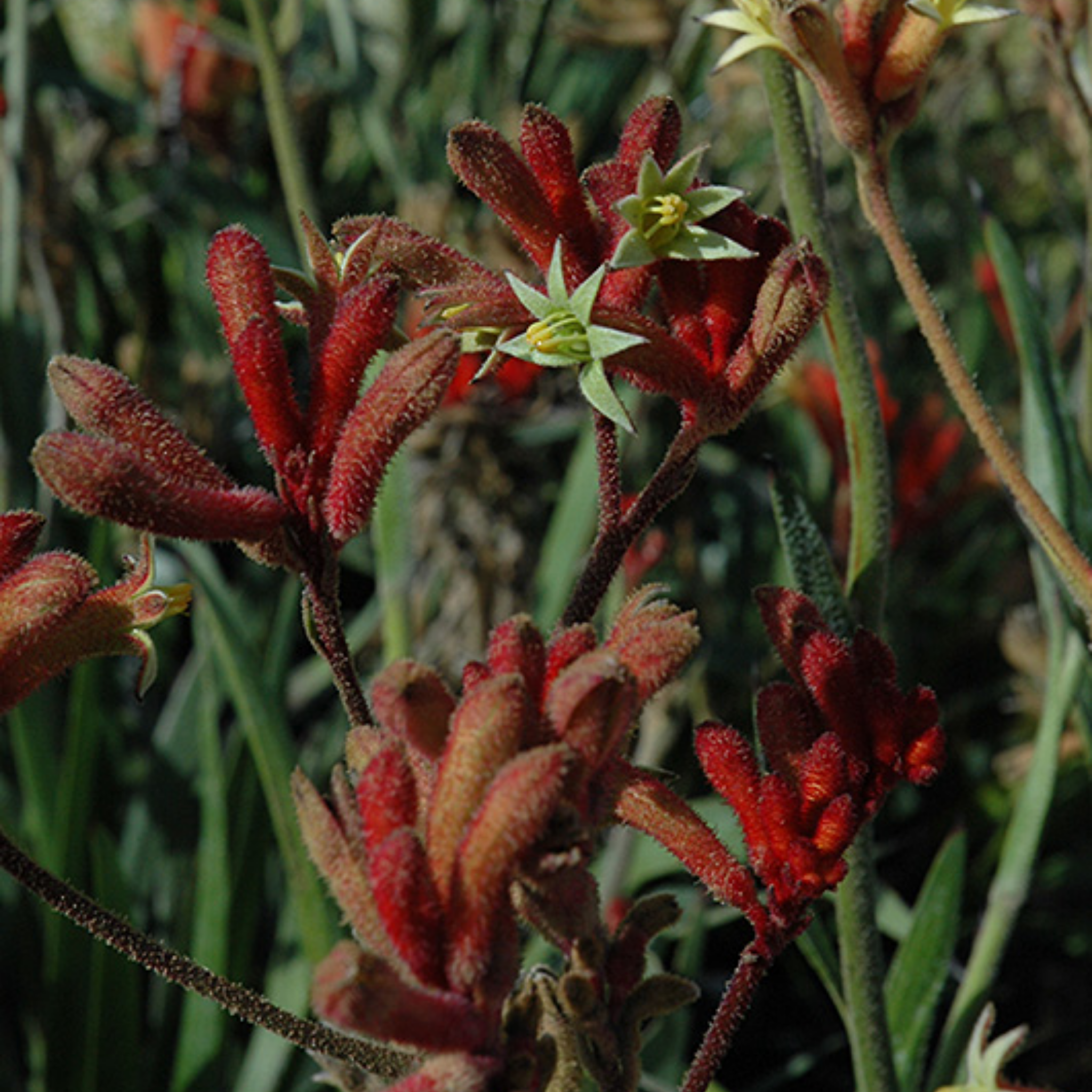 Kangaroo Paw 'Ruby Velvet' - Anigozanthos hybrida