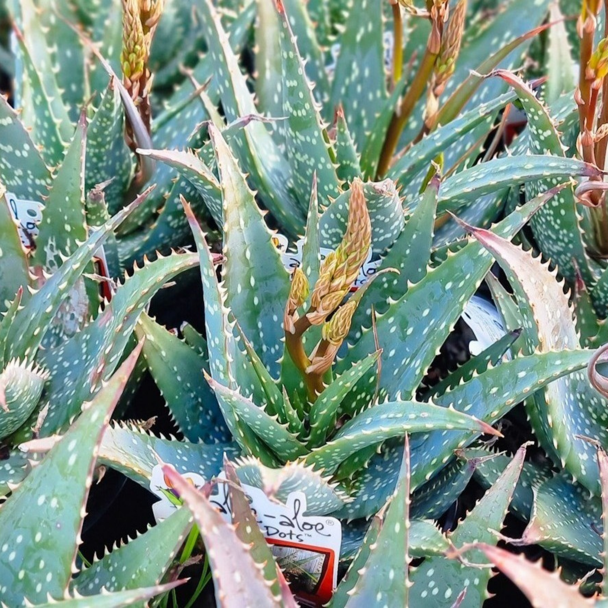 Aloe hybrida Spots N Dots