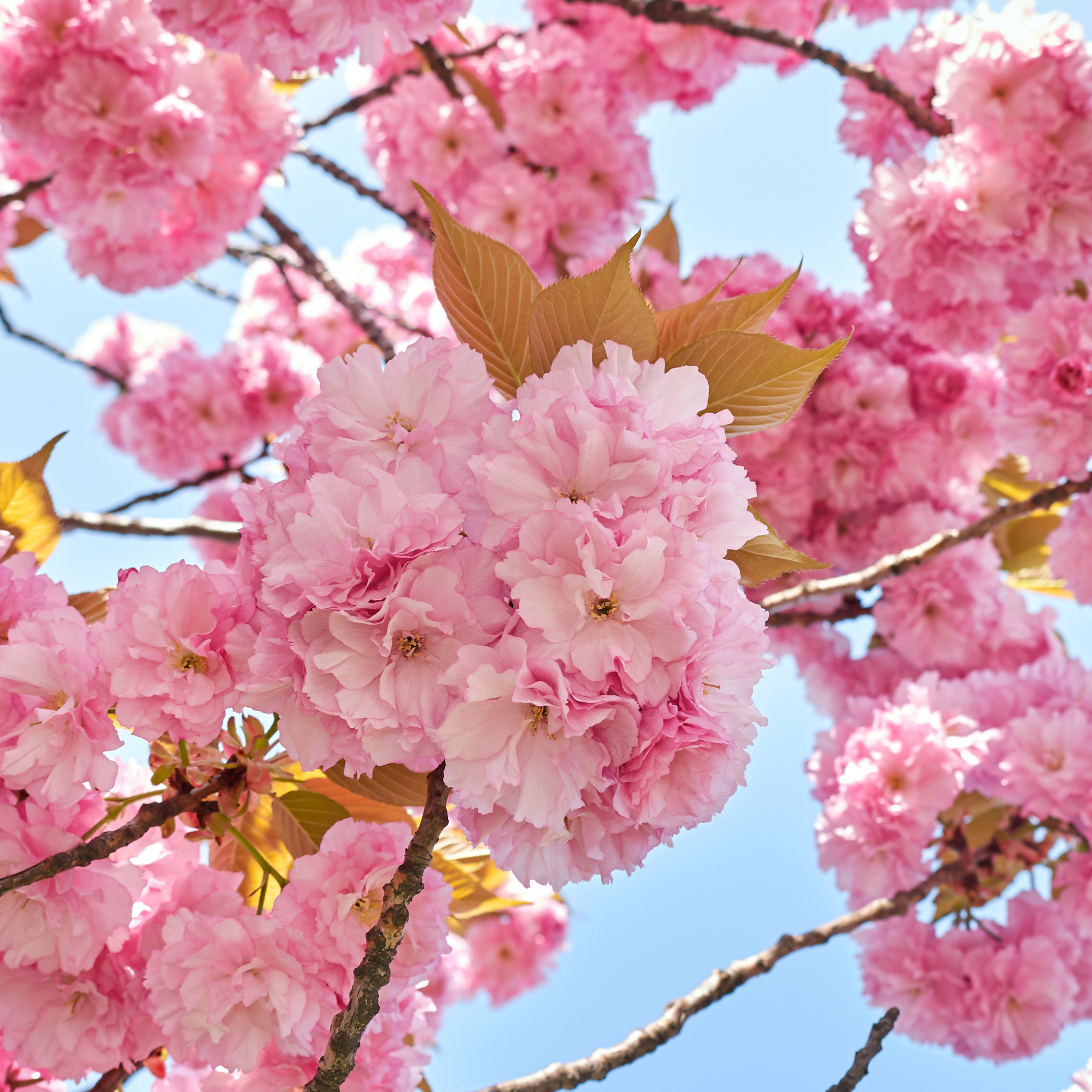 Close-up of pink cherry blossoms against a clear blue sky