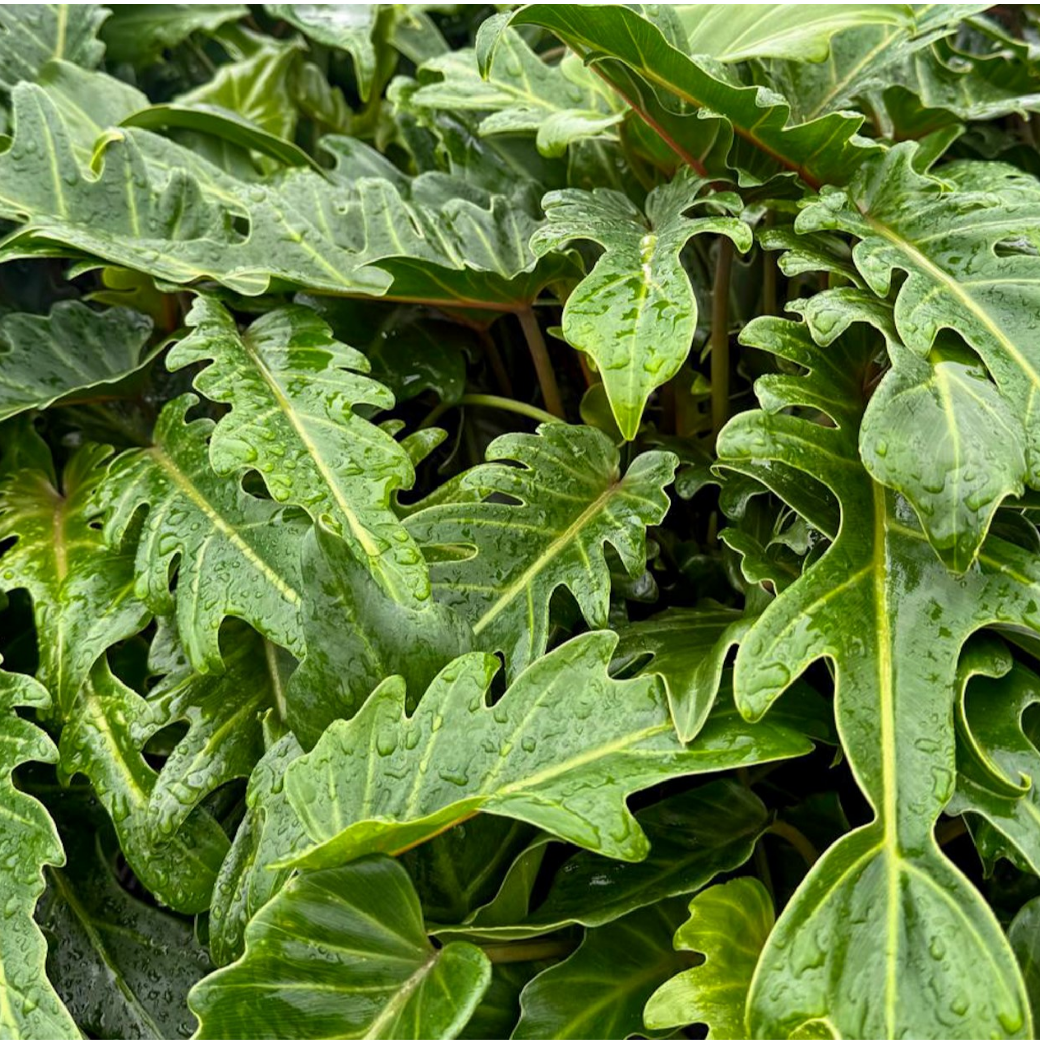 Xanadu Philodendron - Philodendron Xanadu