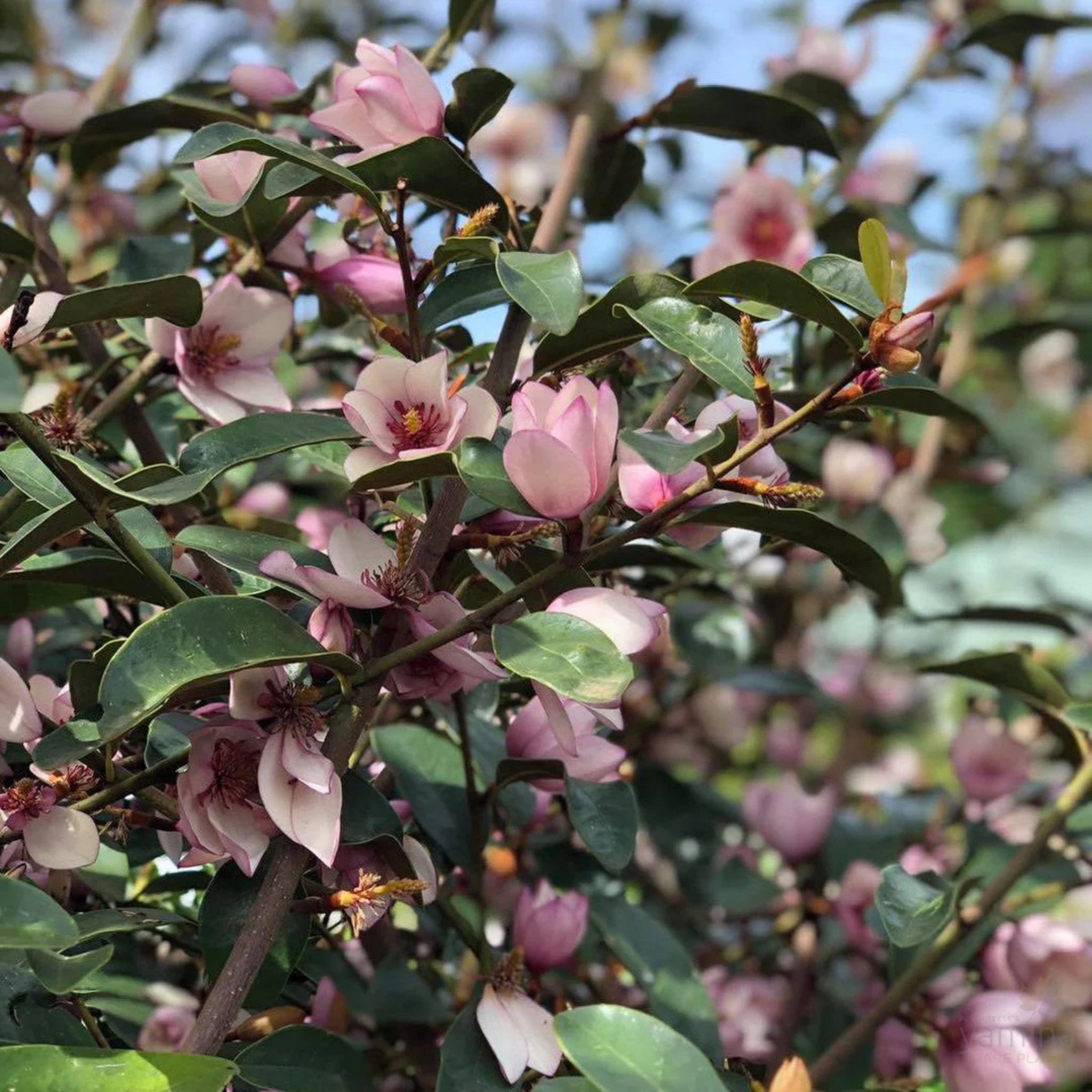 Magnolia Pink Pearl - Magnolia doltsopa figo Pink Pearl