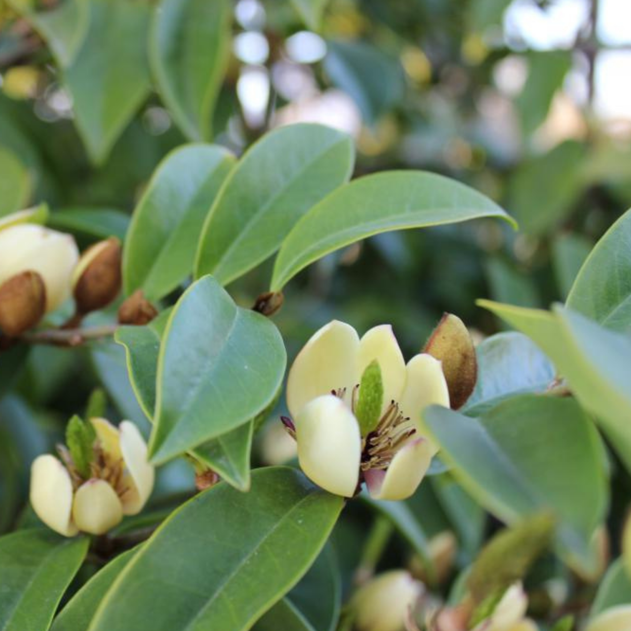 Port Wine Magnolia - Magnolia Michelia figo