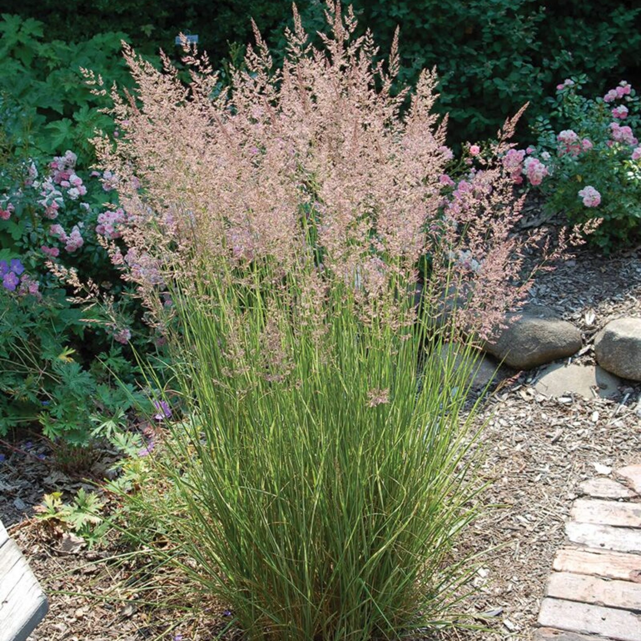 Decorative grass with mauve flowers in a garden setting