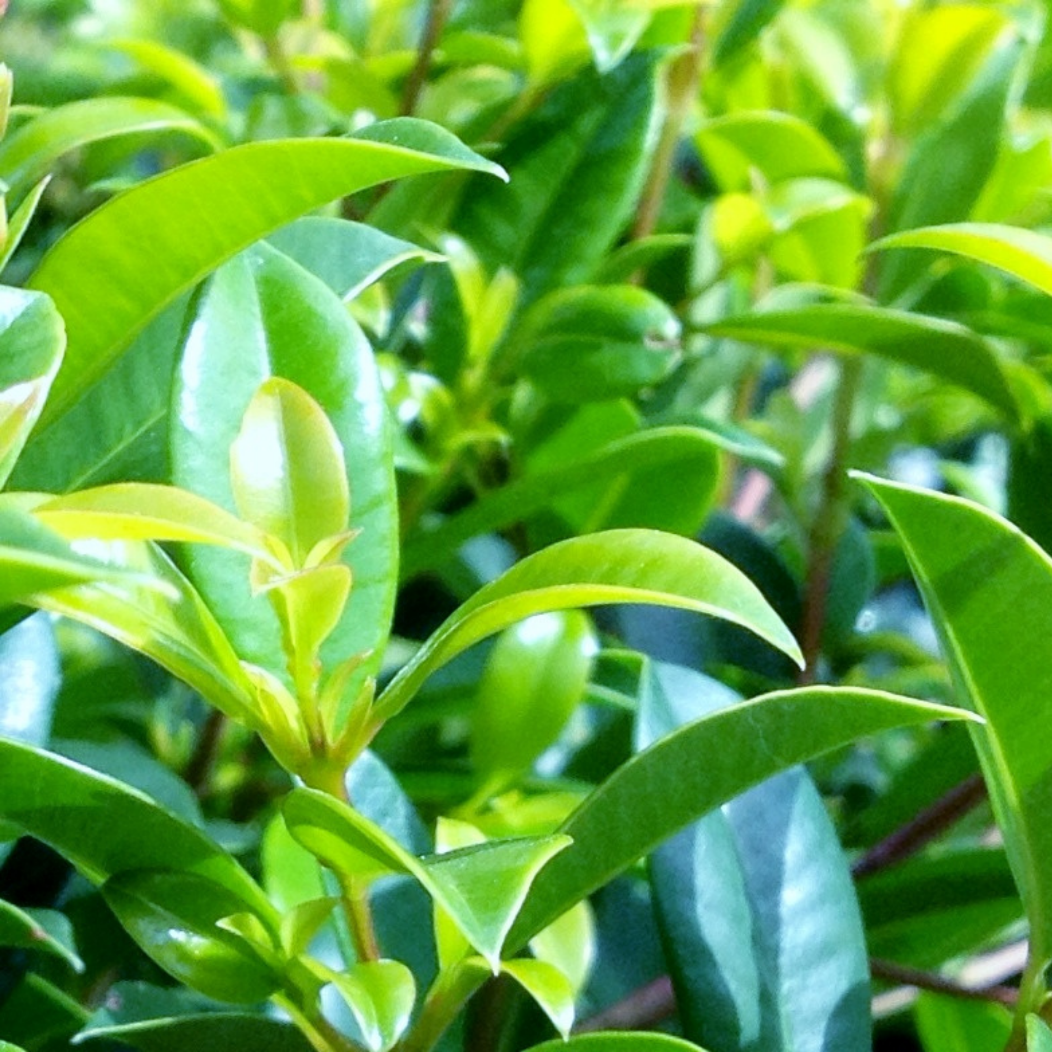 Lilly Pilly Screen It - Syzygium australe Screen It
