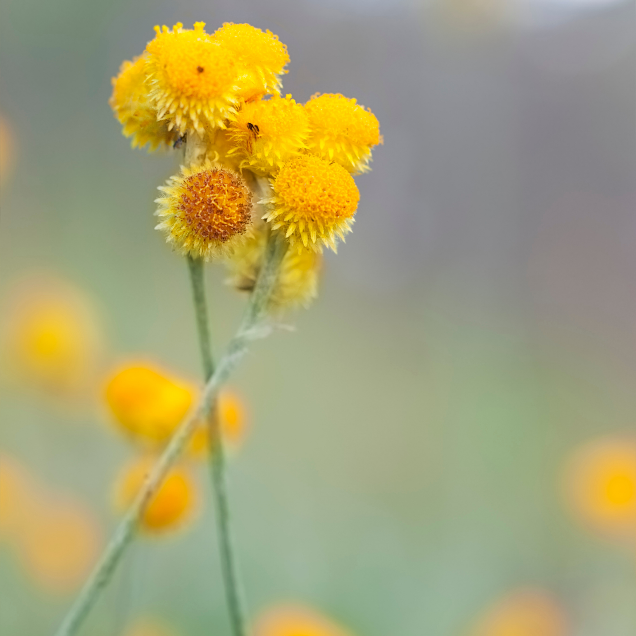 Yellow Buttons (Common everlasting) - Chrysocephalum apiculatum