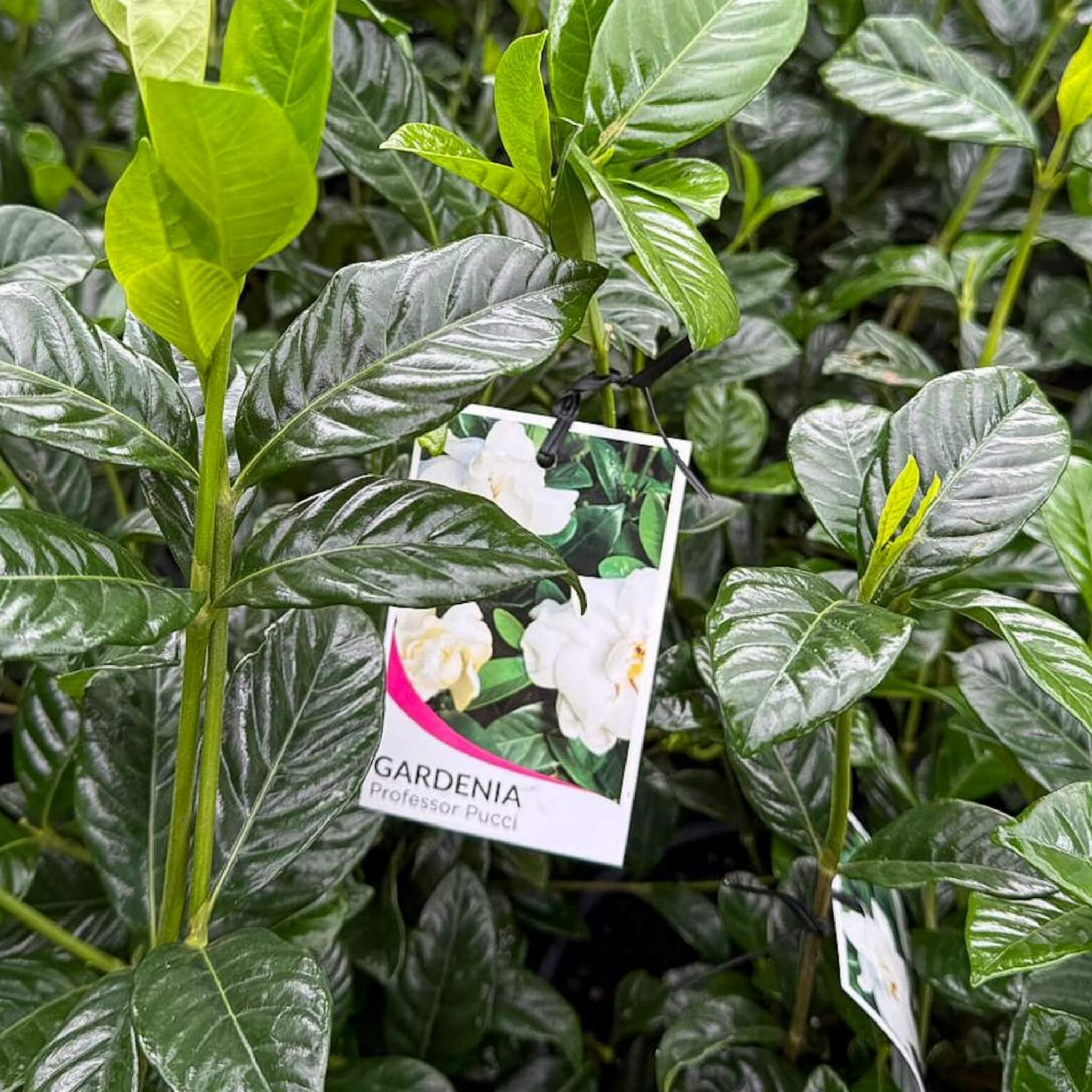 Fragrant Gardenia augusta Professor Pucci - Gardenia augusta Professor Pucci