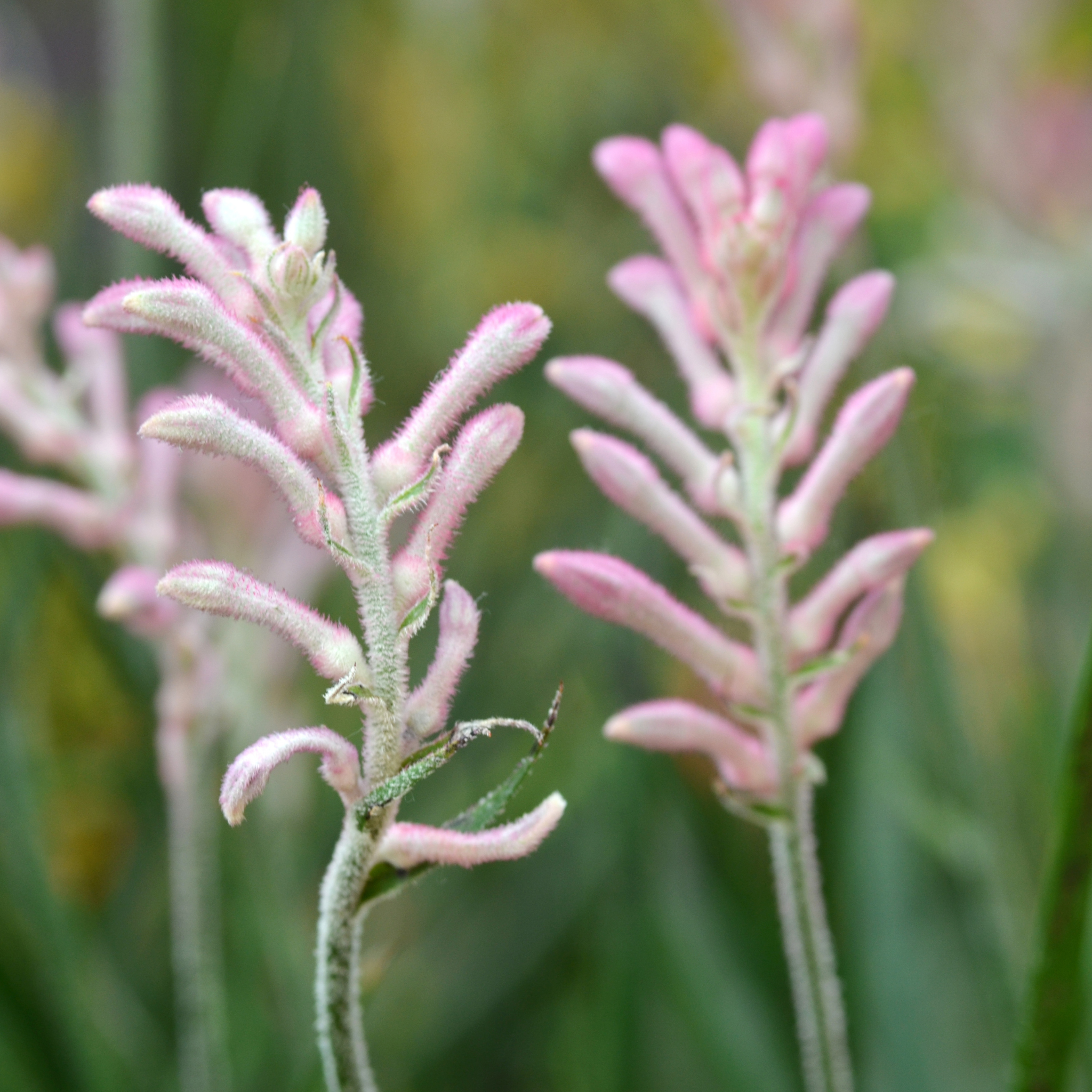 White Kangaroo Paw ‘Bush Diamond’ - Anigozanthos hybrida