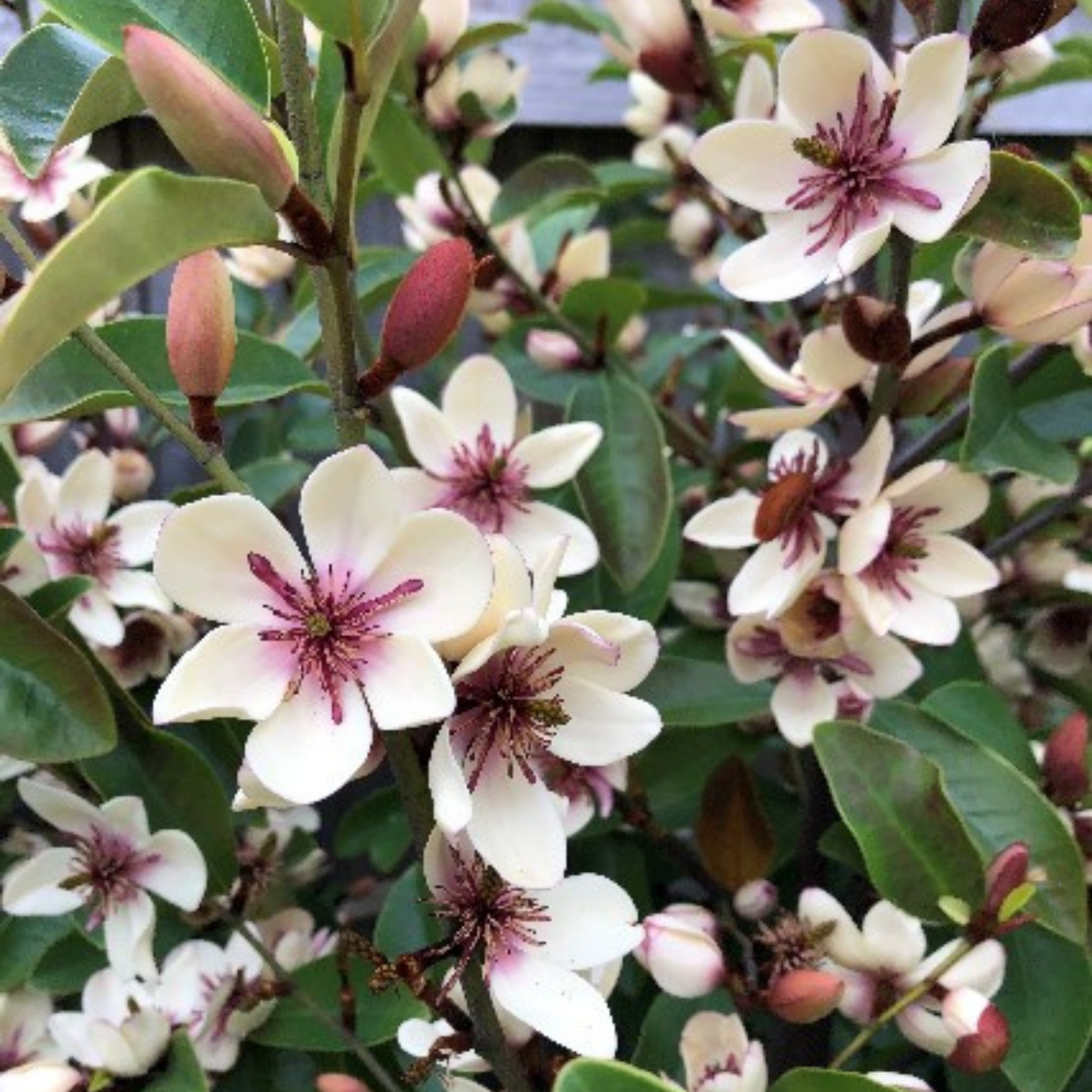 Magnolia White Caviar - Magnolia yunnanensis figo White Caviar