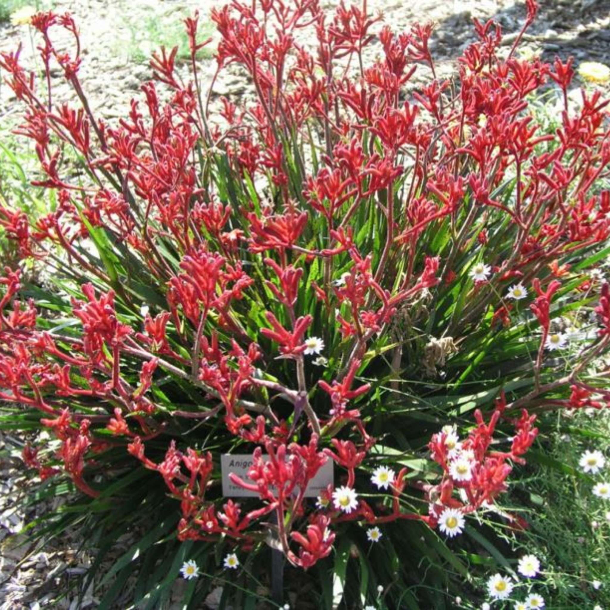 Bush Gems Kangaroo Paw 'Bush Inferno' - Anigozanthos hybrida