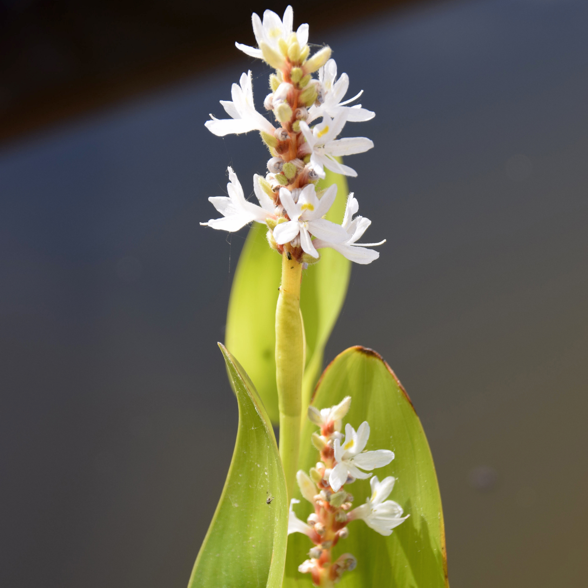 White Pickerel Weed - Pontederia cordata Alba