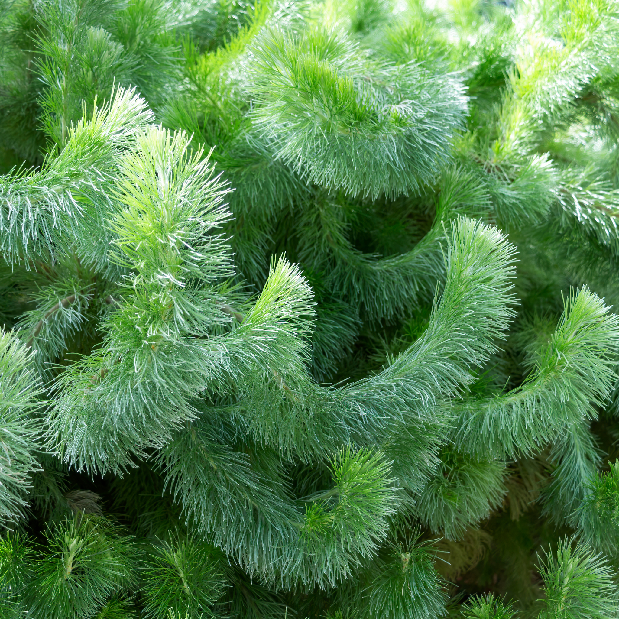 Woolly Bush Silver Sensation - Adenanthos sericeus 'Silver Sensation'